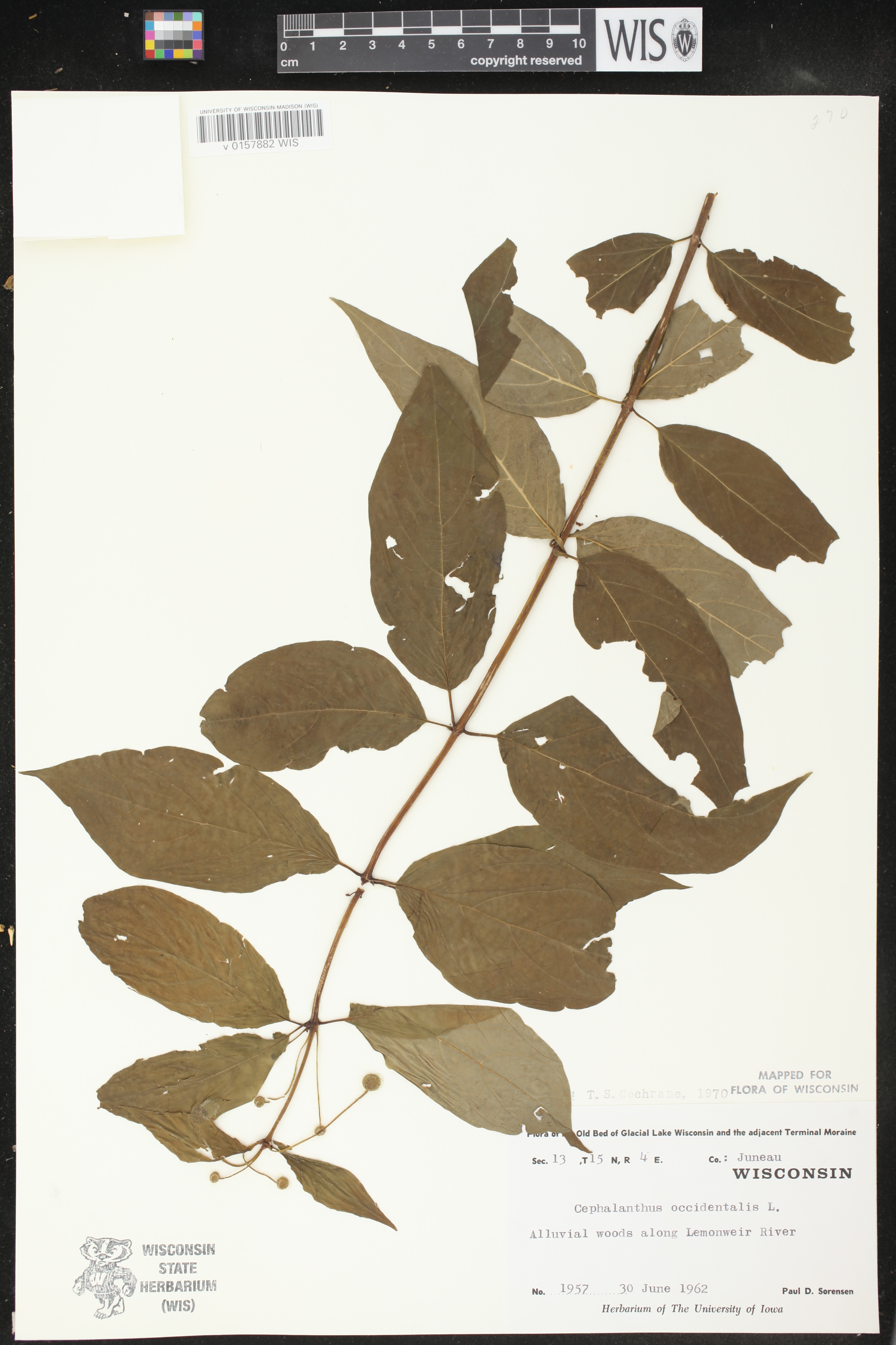 Cephalanthus occidentalis image