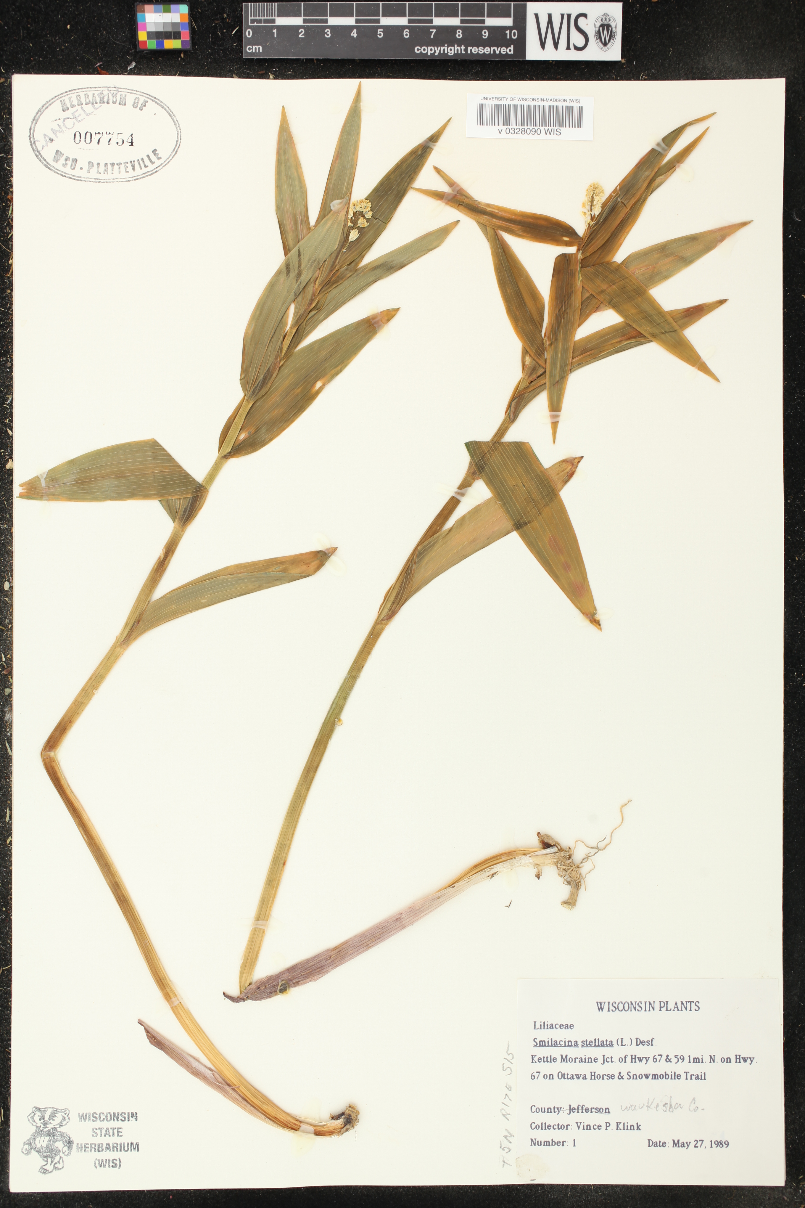 Maianthemum stellatum image