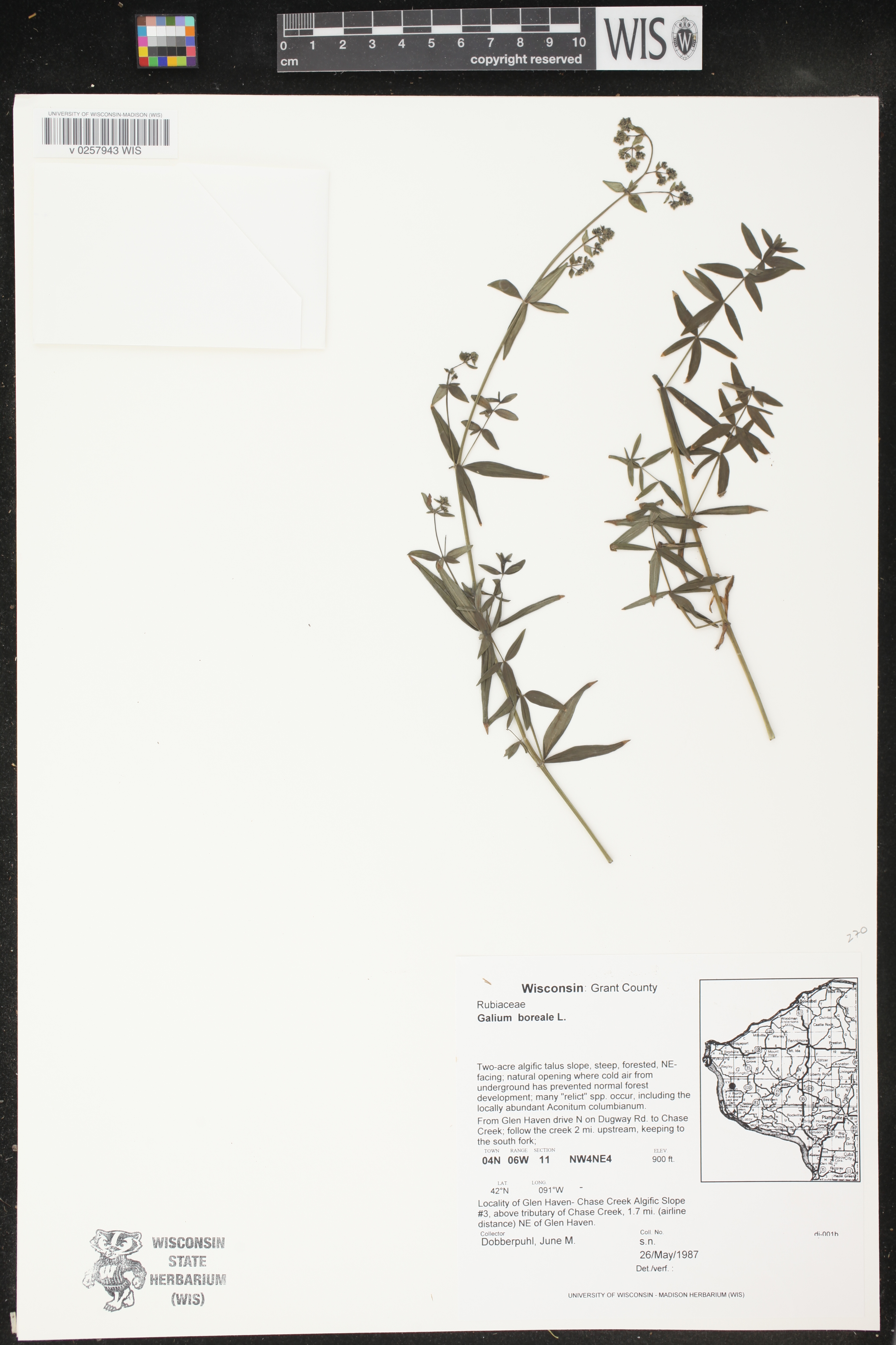 Galium boreale image