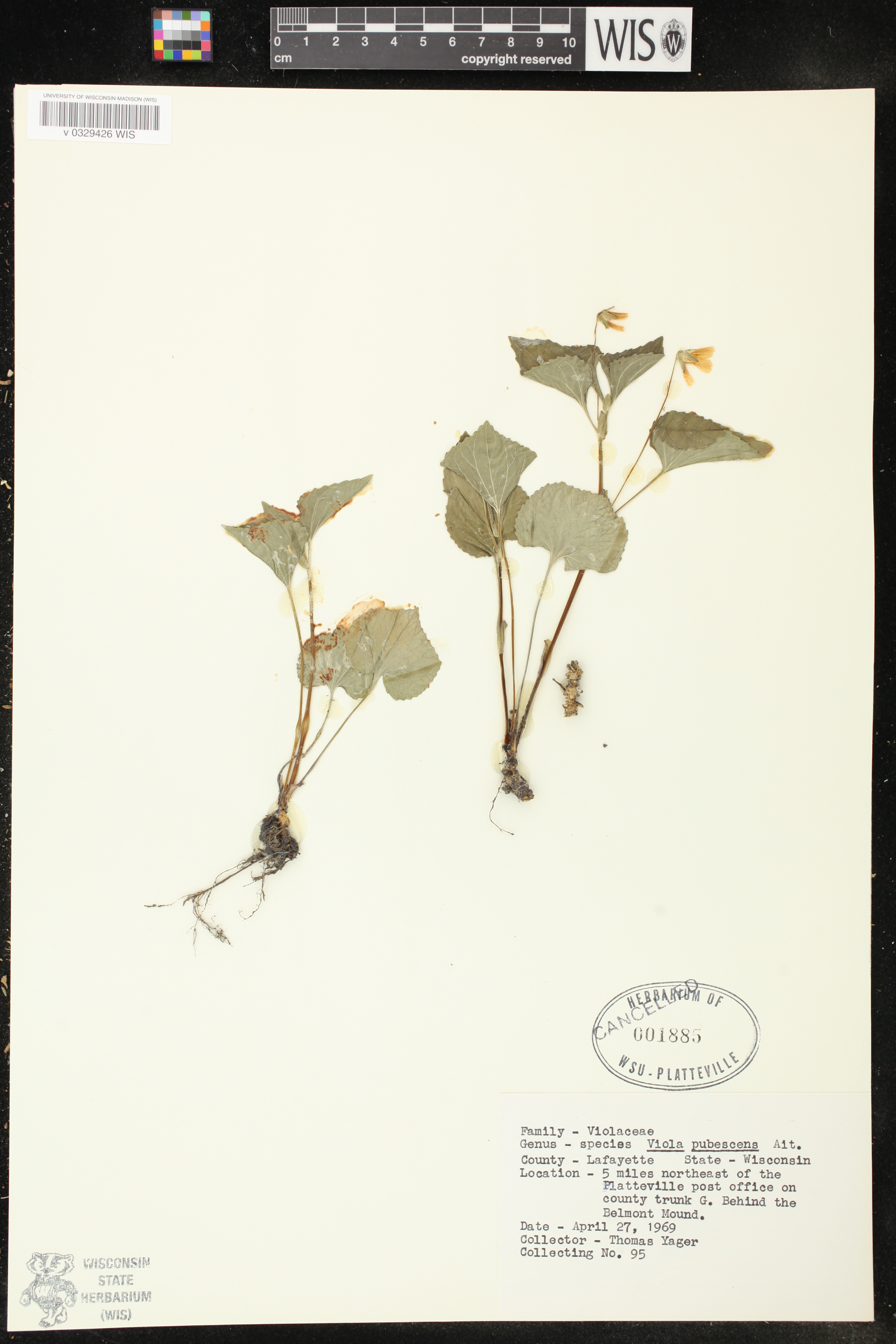 Viola sororia image