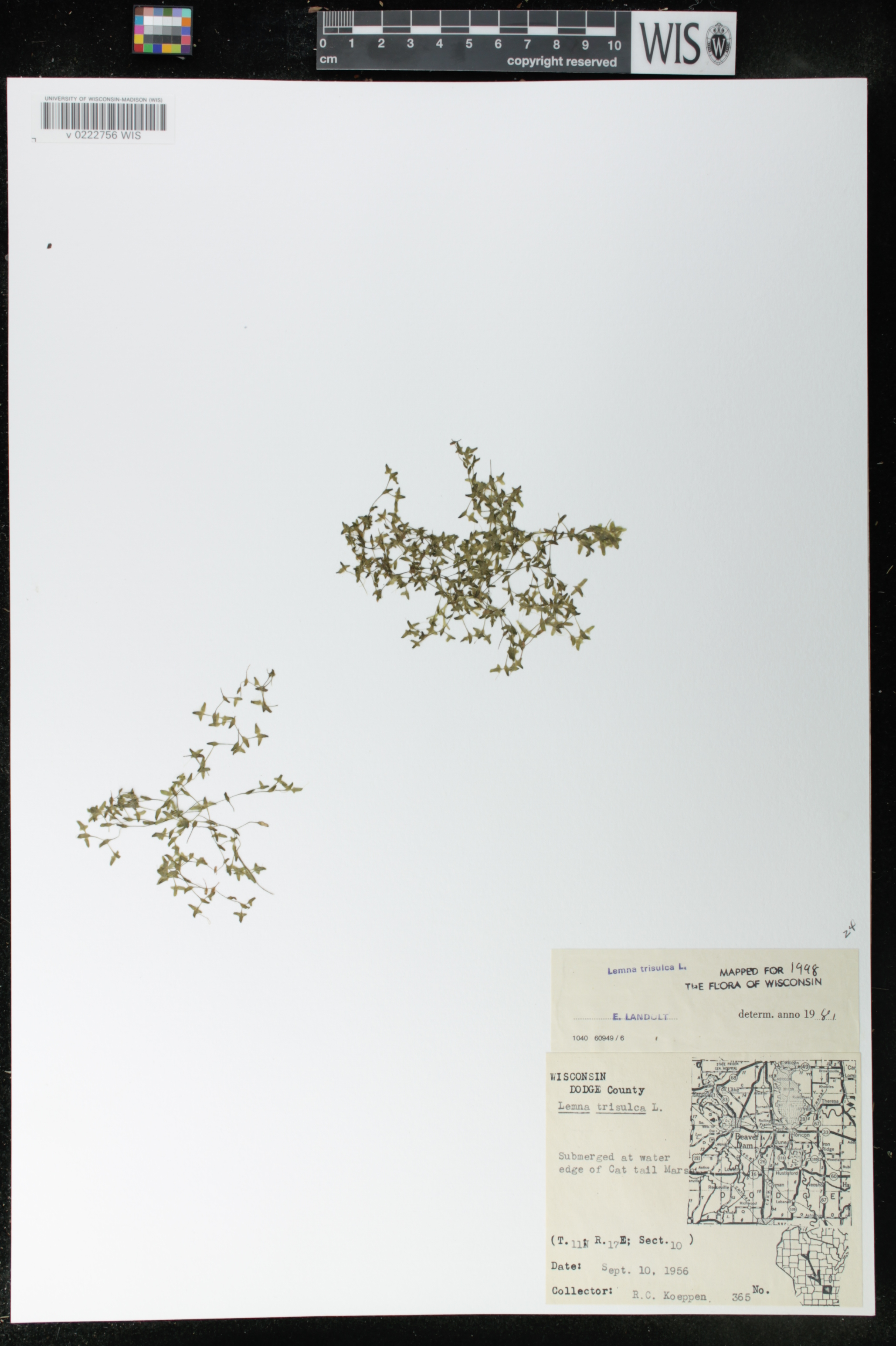 Lemna trisulca image