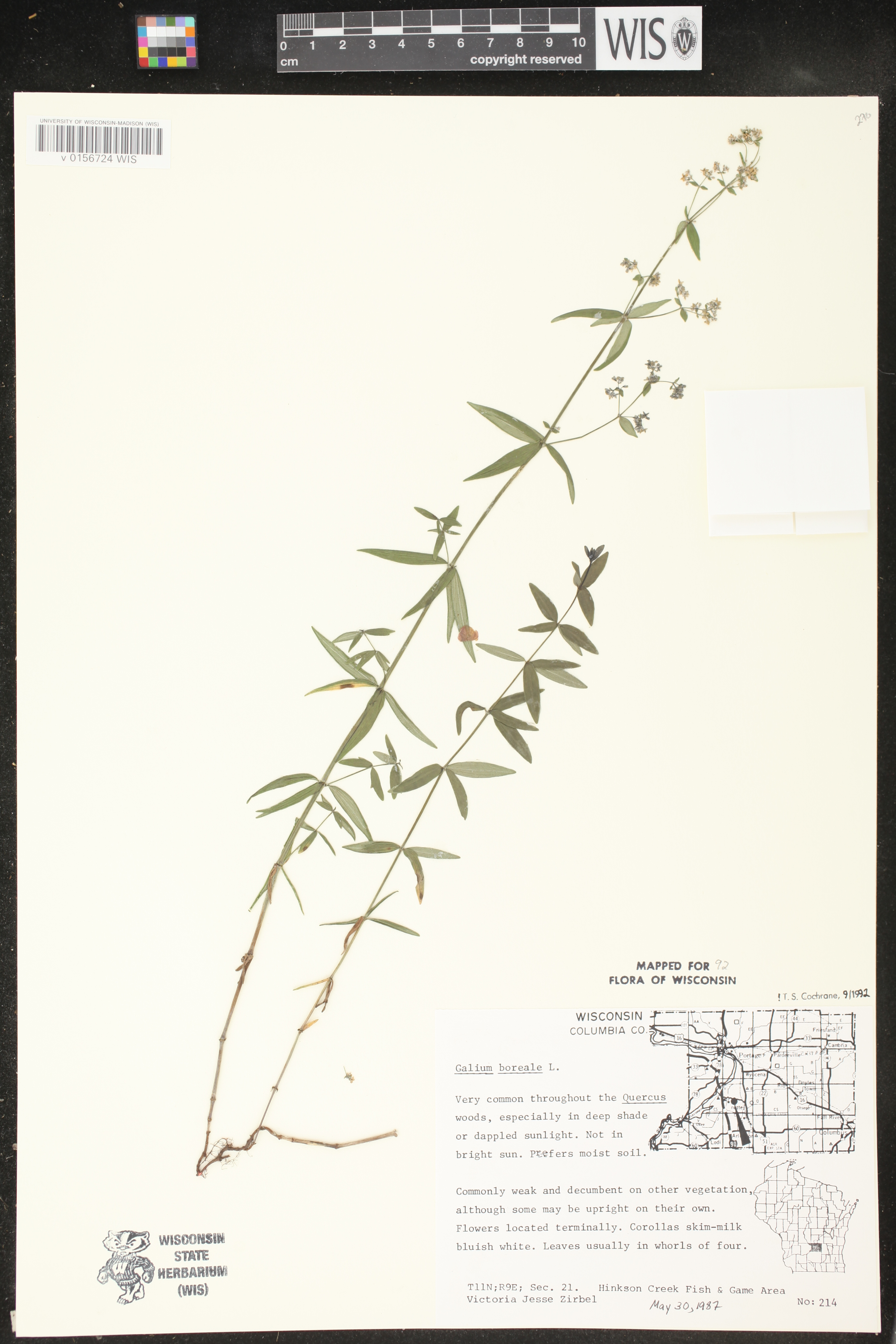 Galium boreale image