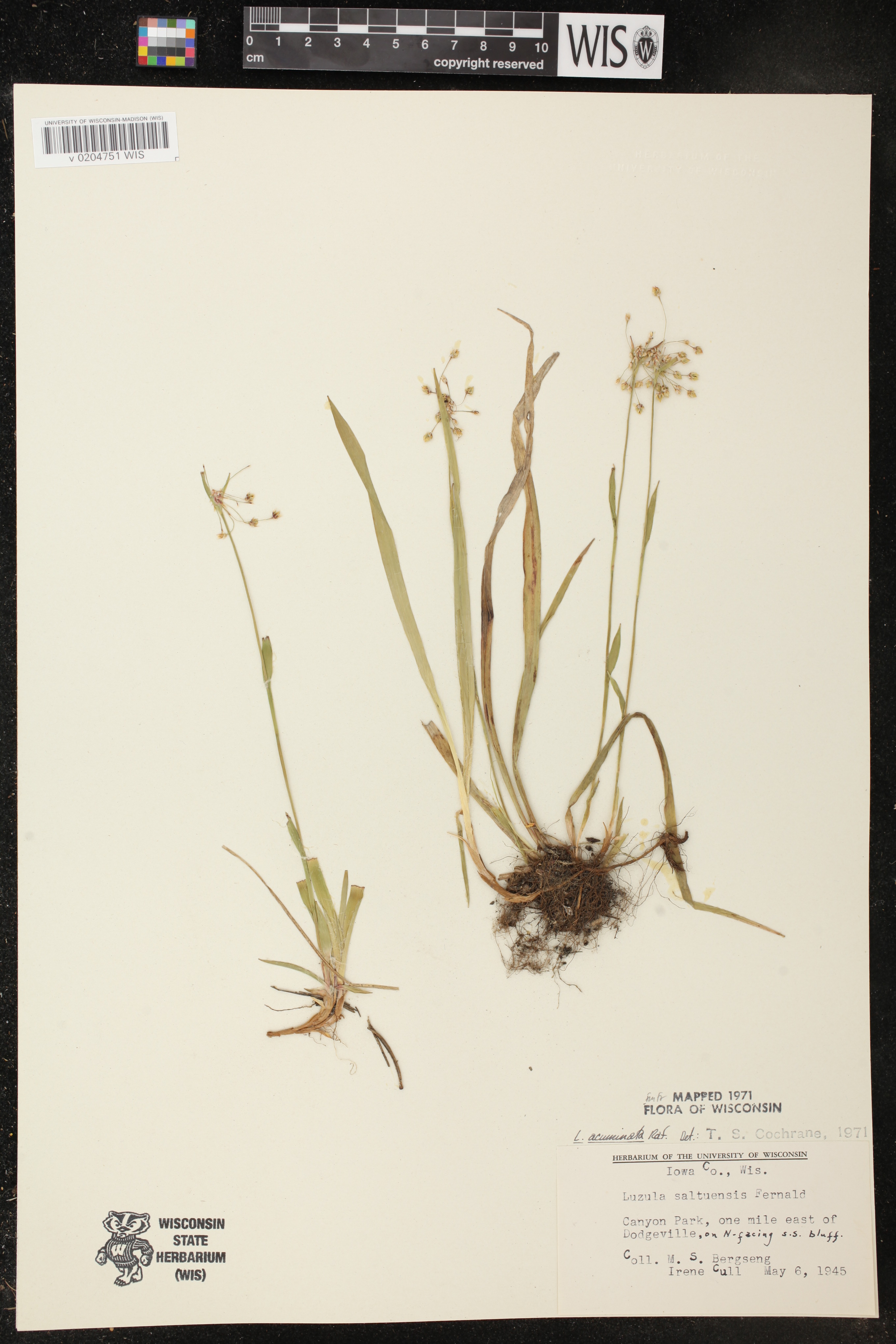 Luzula acuminata image