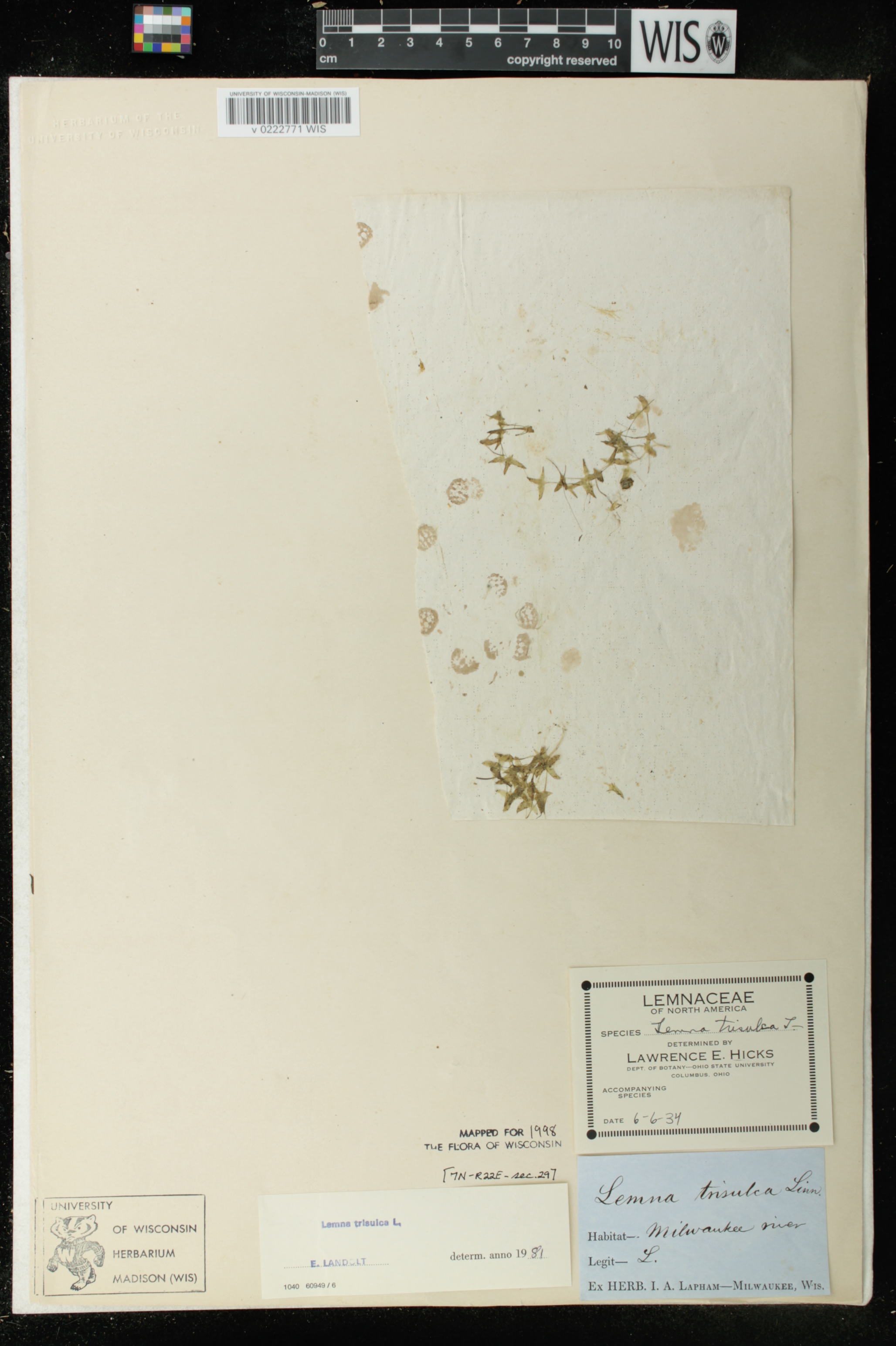 Lemna trisulca image