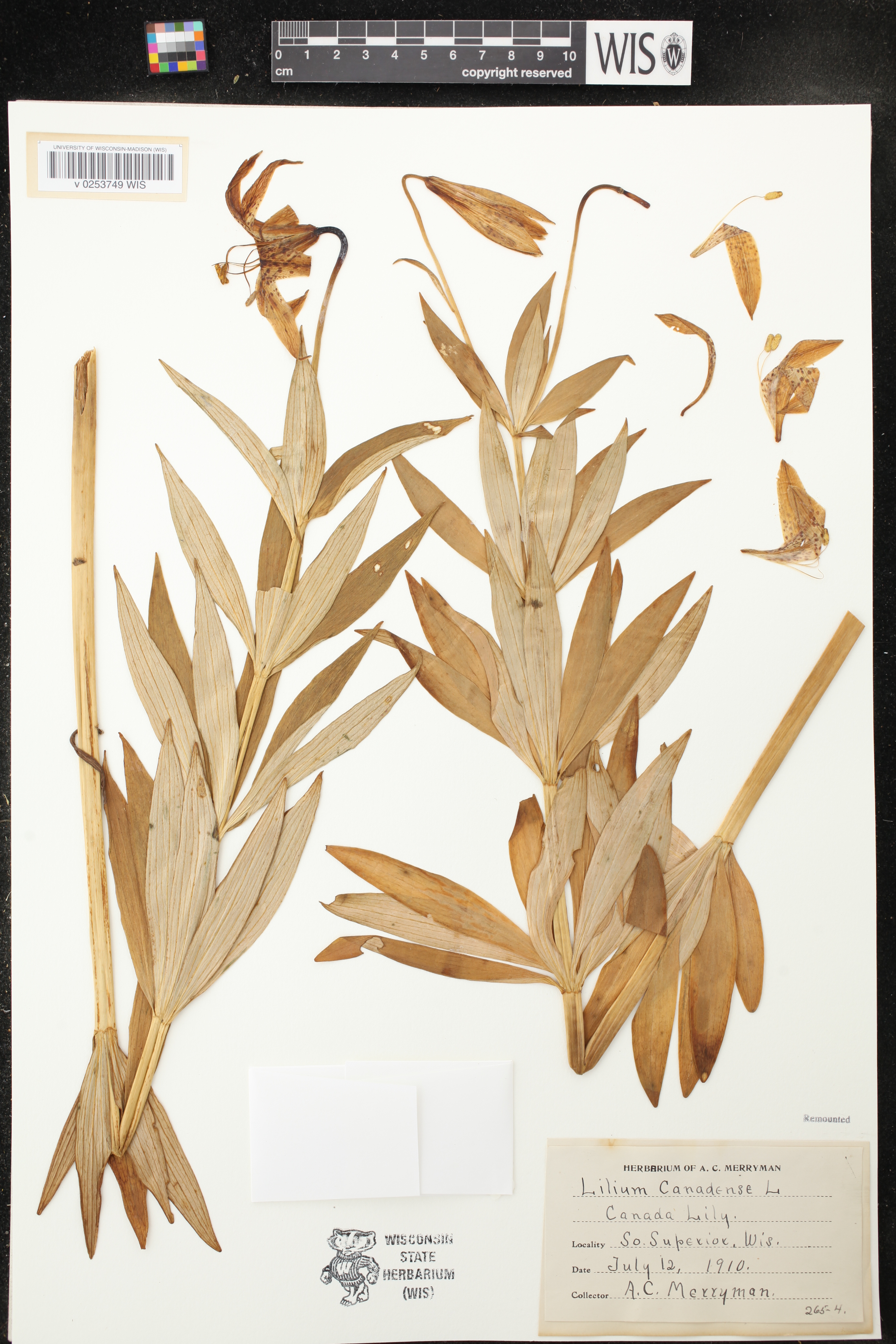 Lilium michiganense image