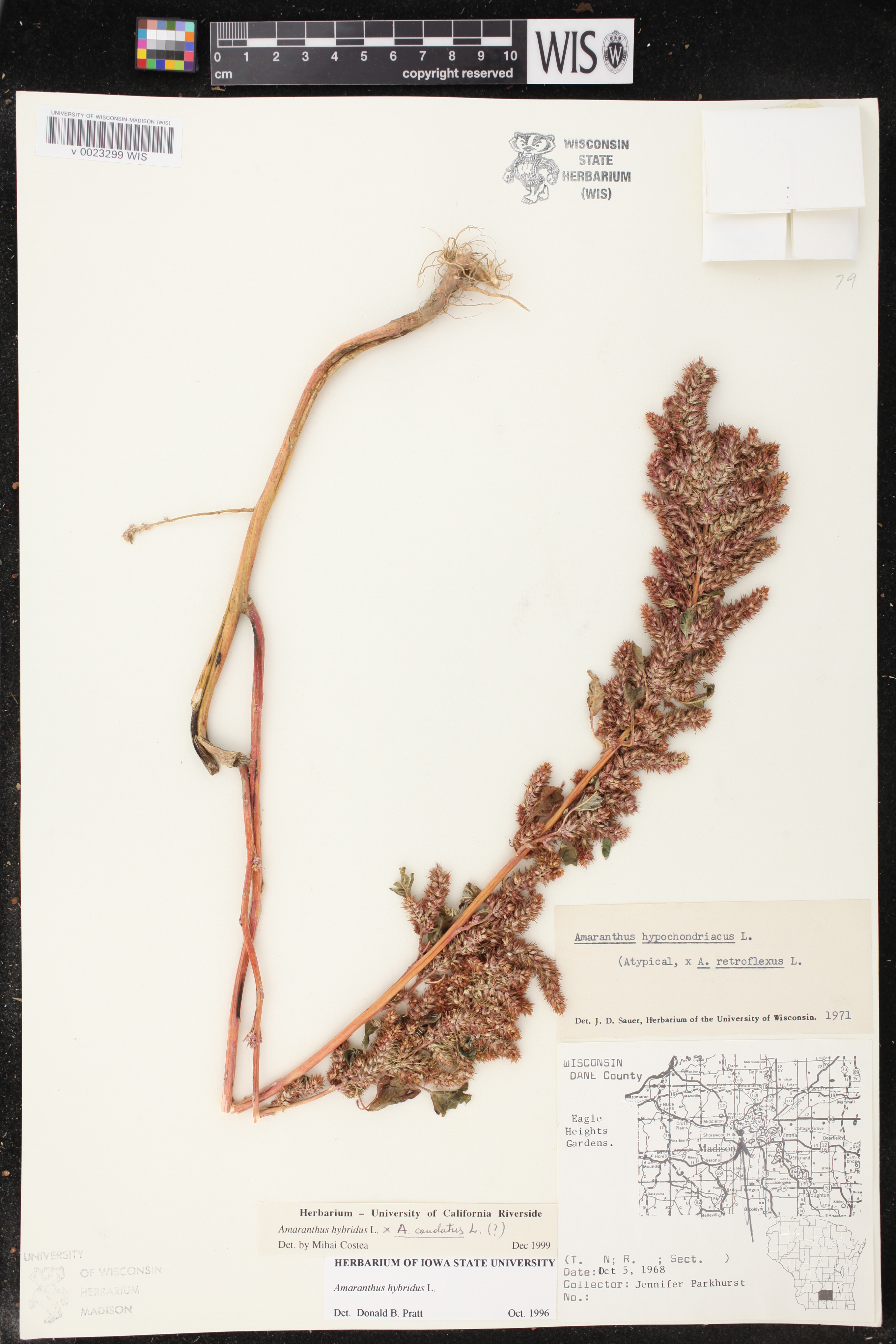 Image of Amaranthus caudatus x a. hybridus