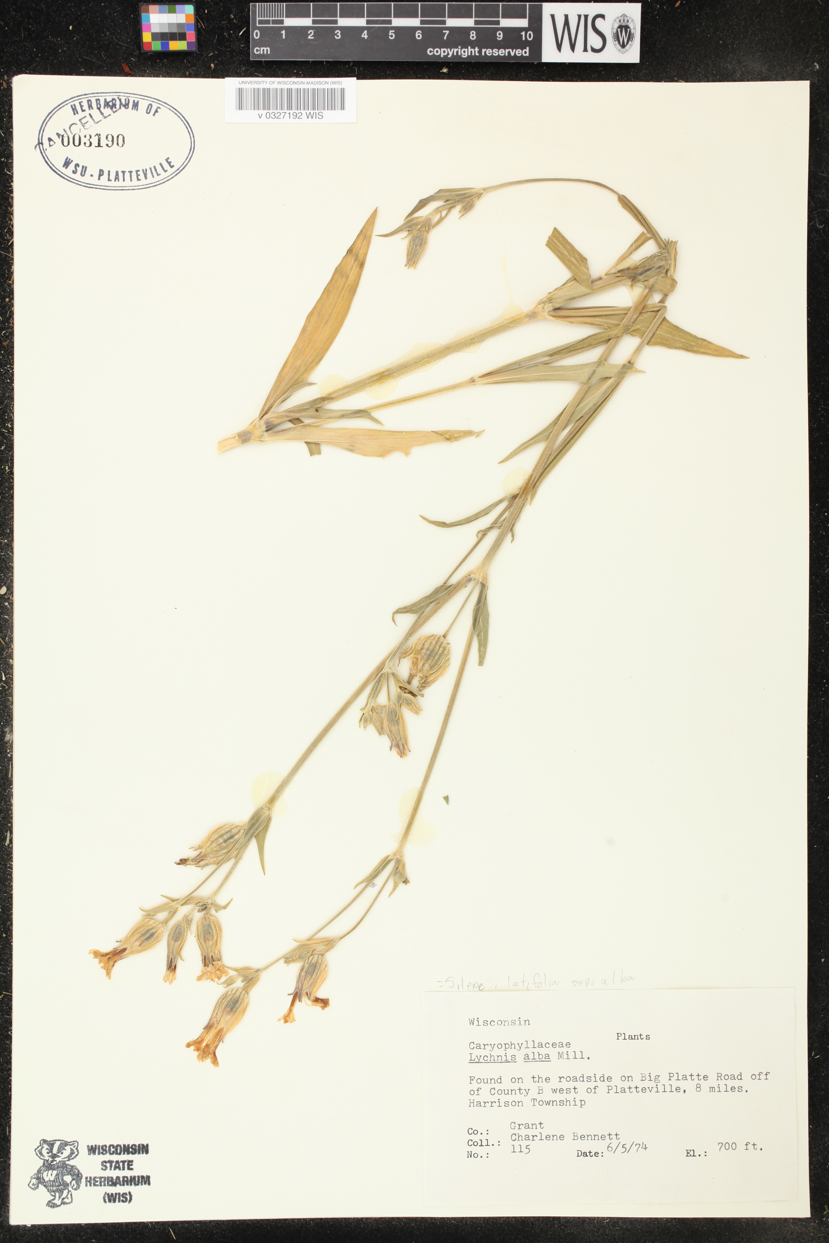 Silene latifolia image