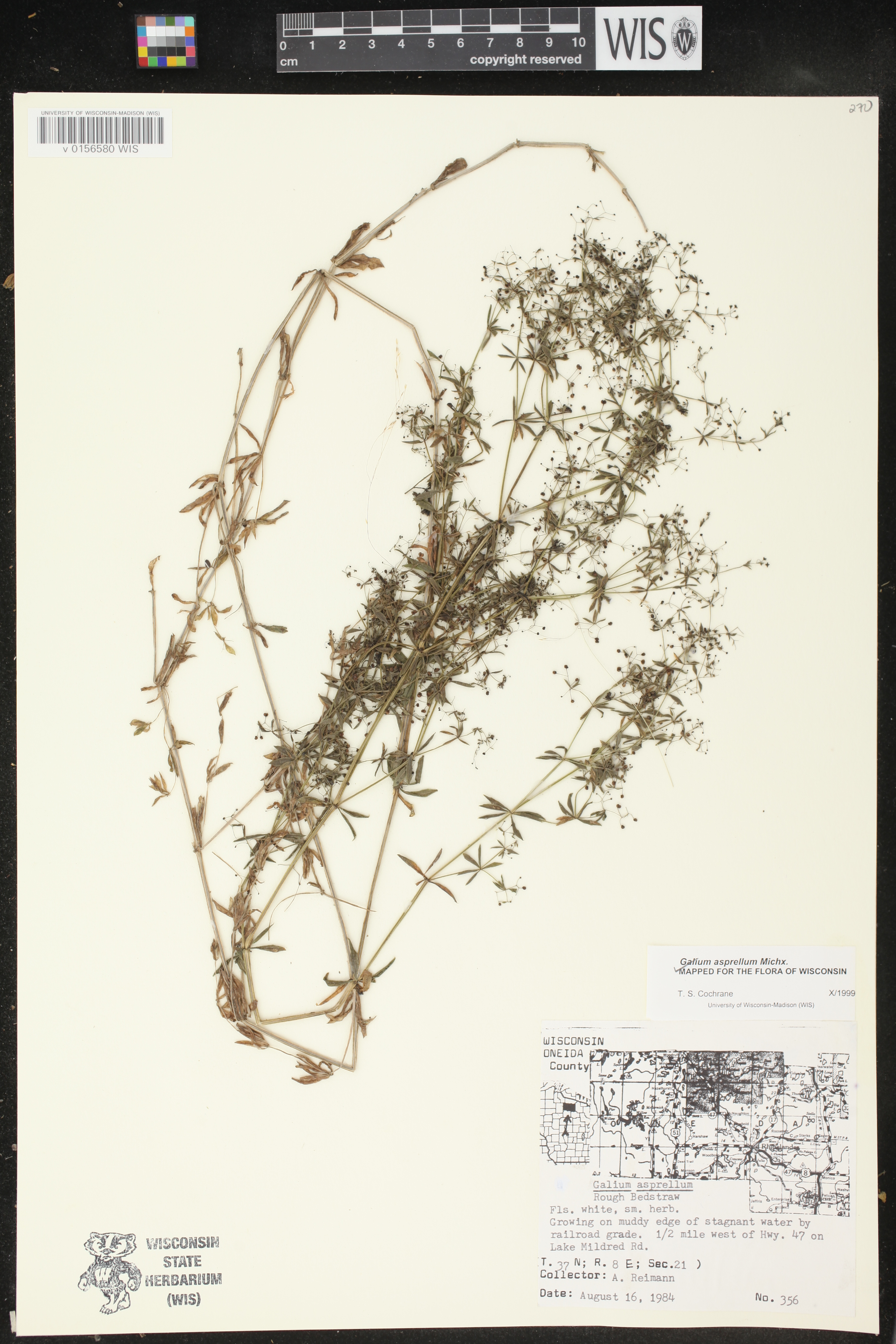 Galium asprellum image