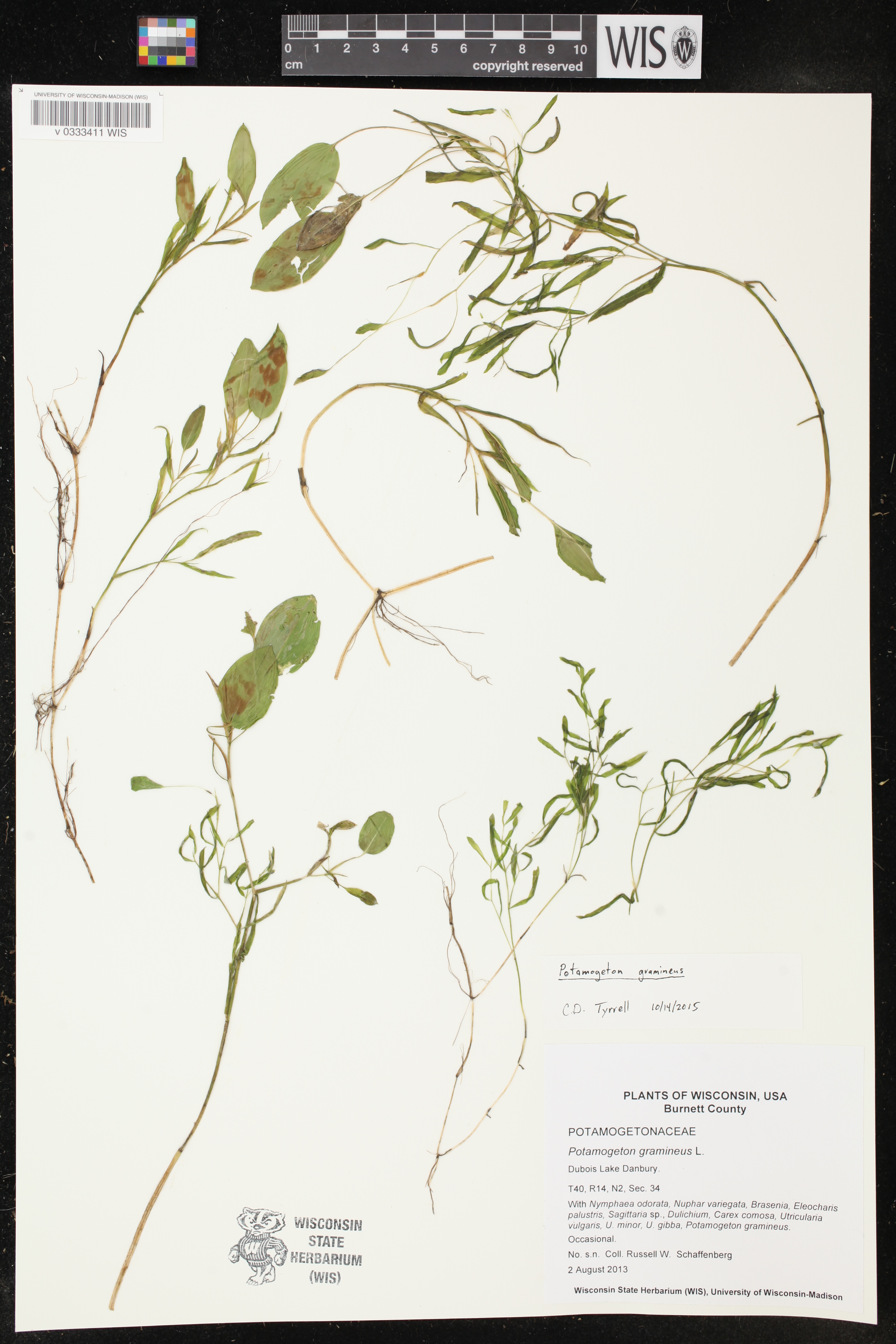 Potamogeton gramineus image