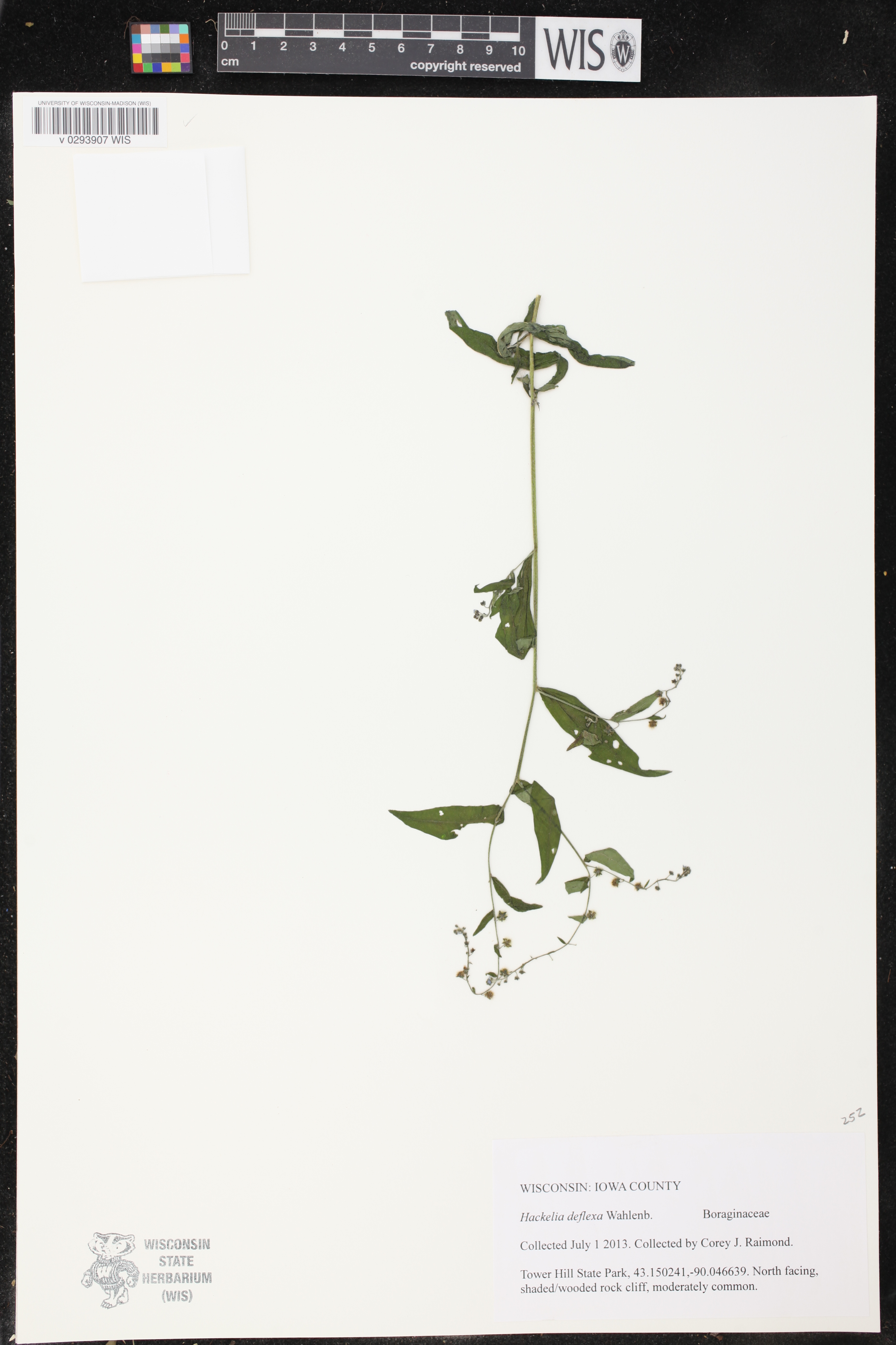 Image of Hackelia deflexa