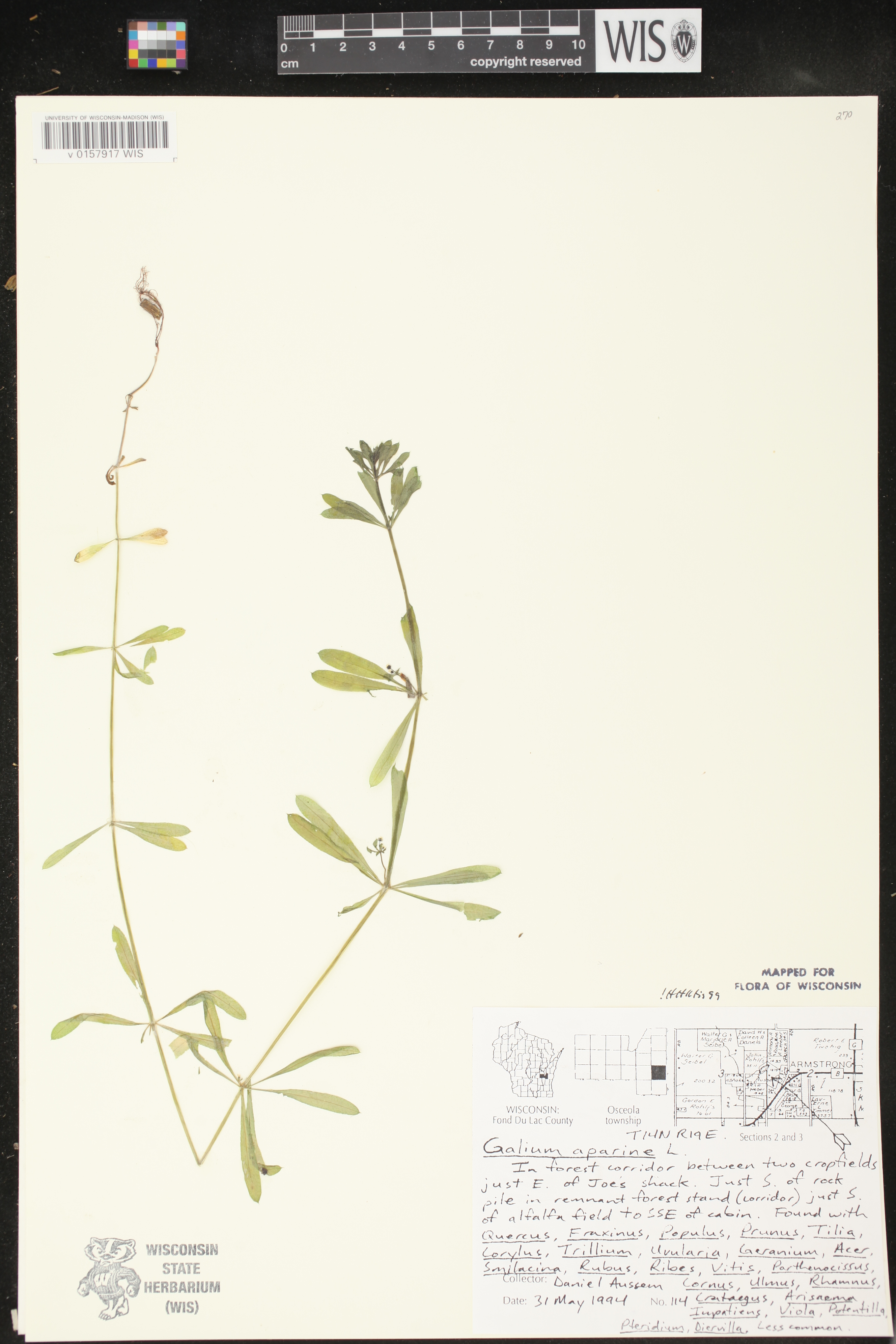 Galium aparine image