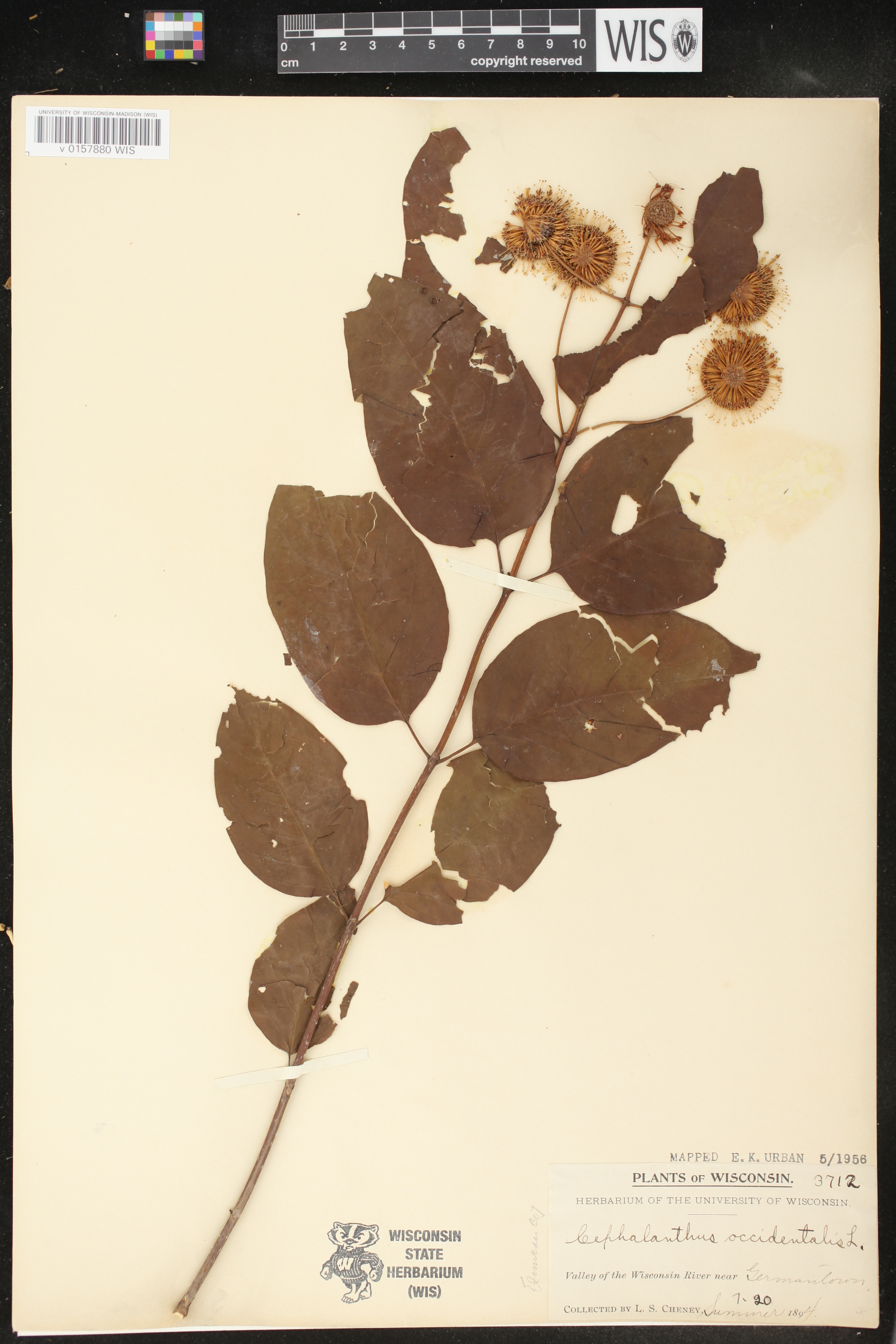 Cephalanthus occidentalis image