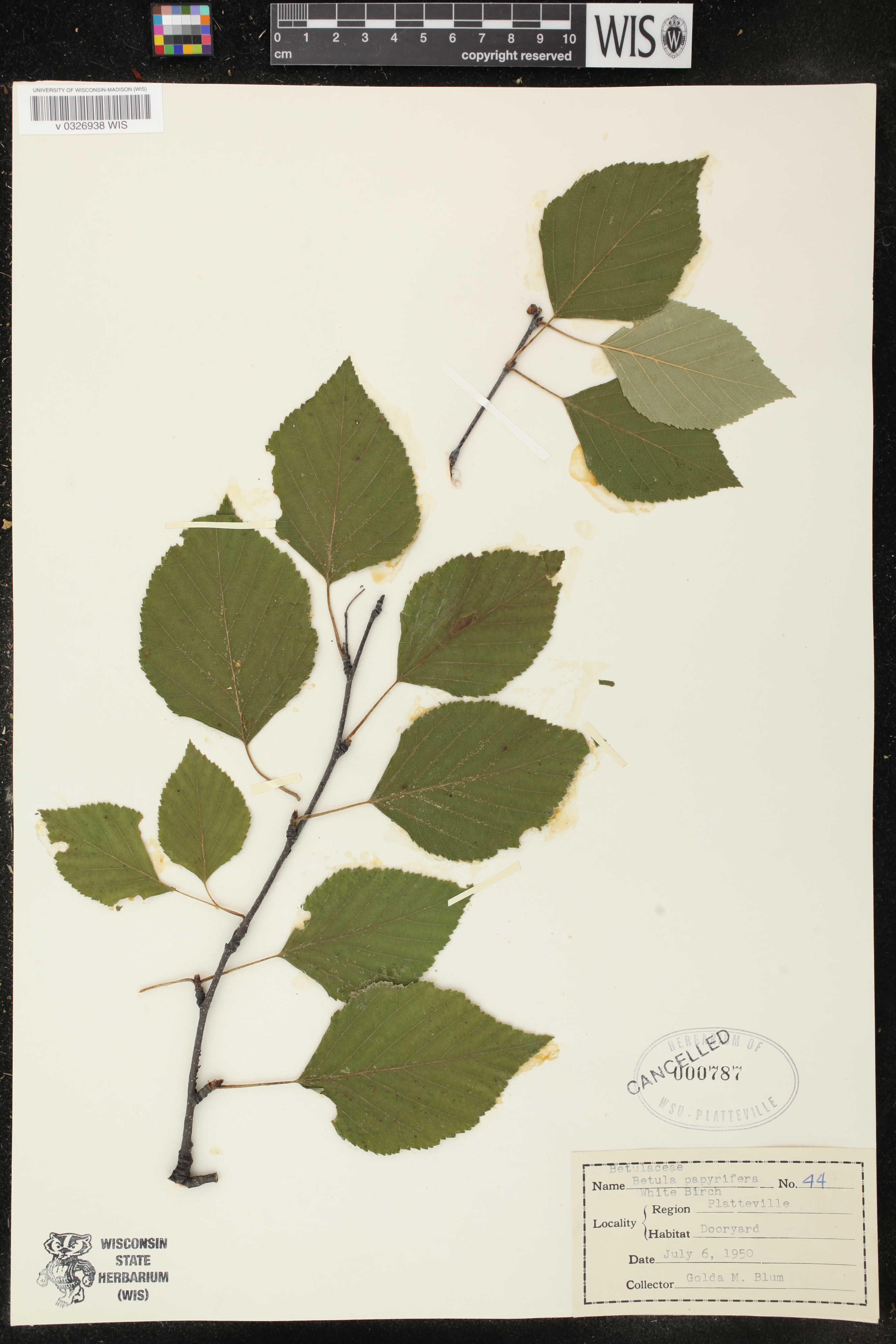 Betula papyrifera image