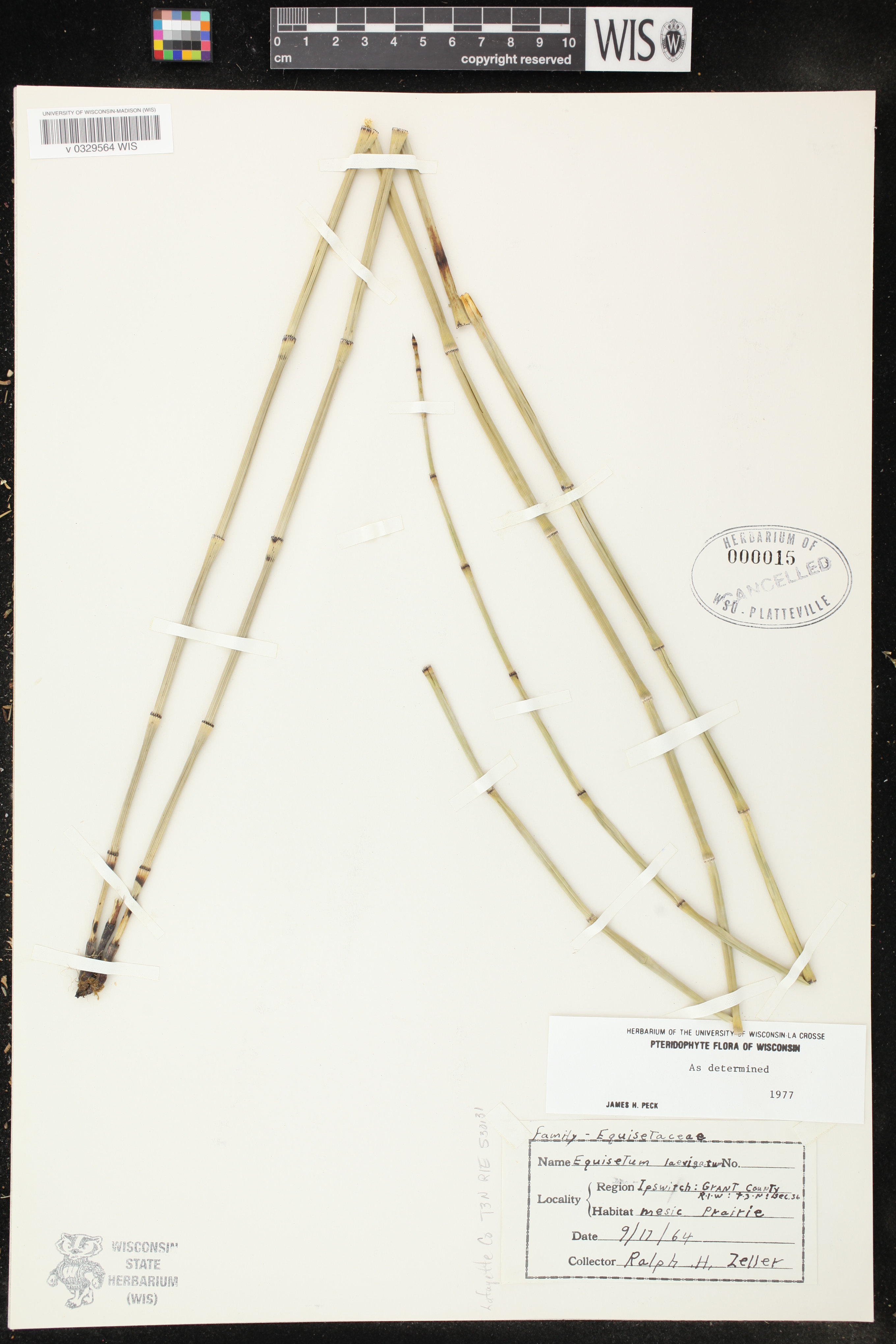 Equisetum laevigatum image