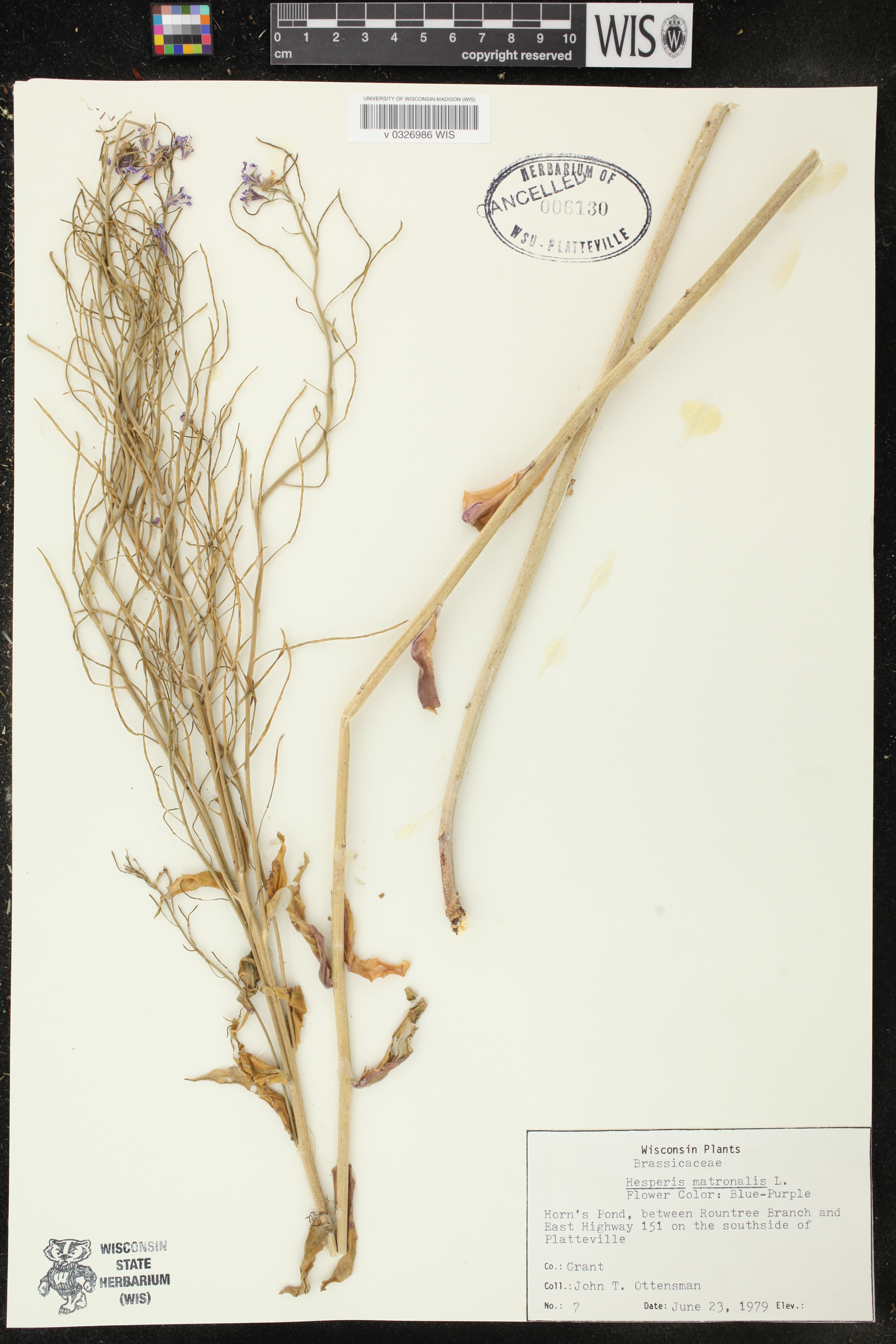 Hesperis matronalis image