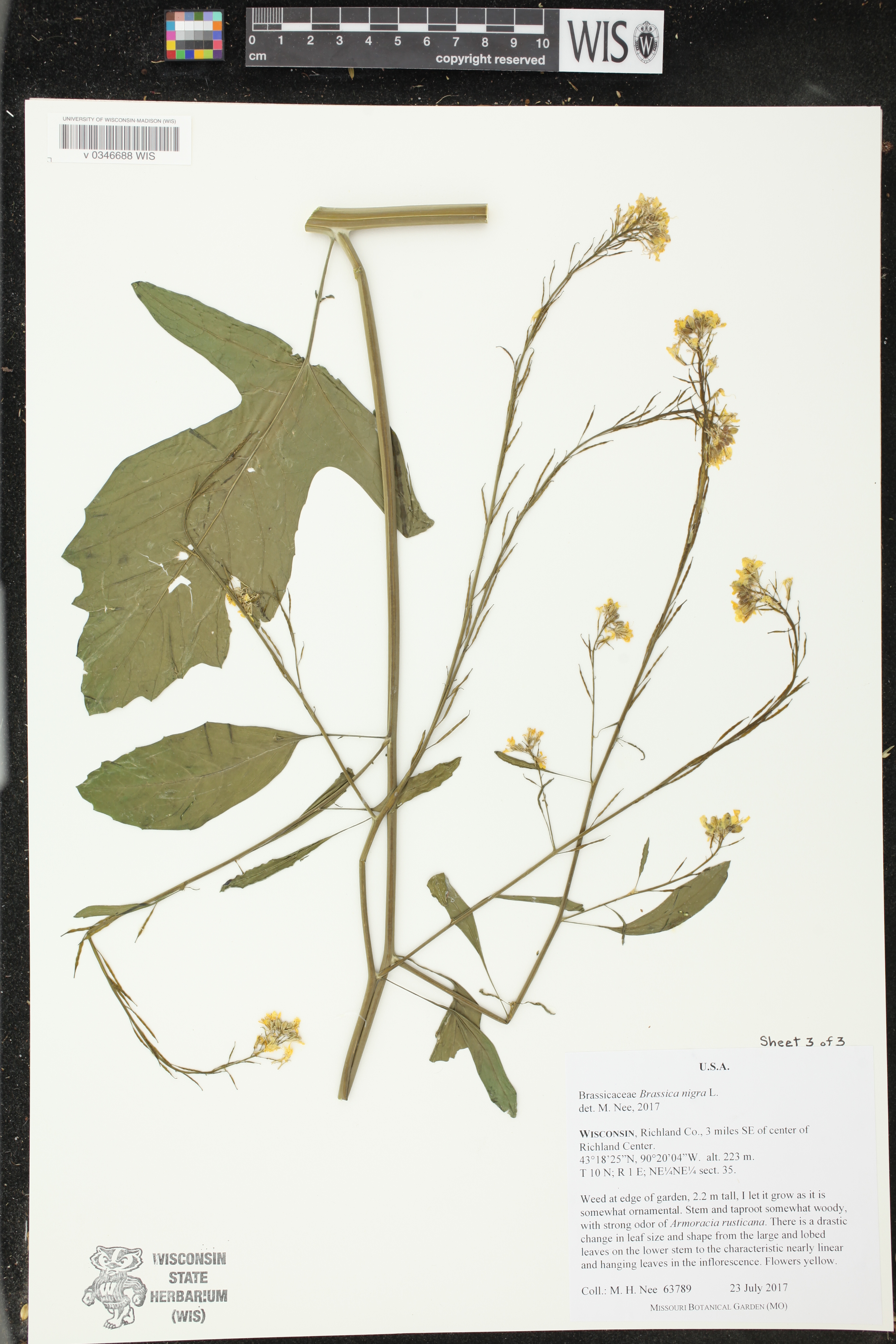 Brassica nigra image
