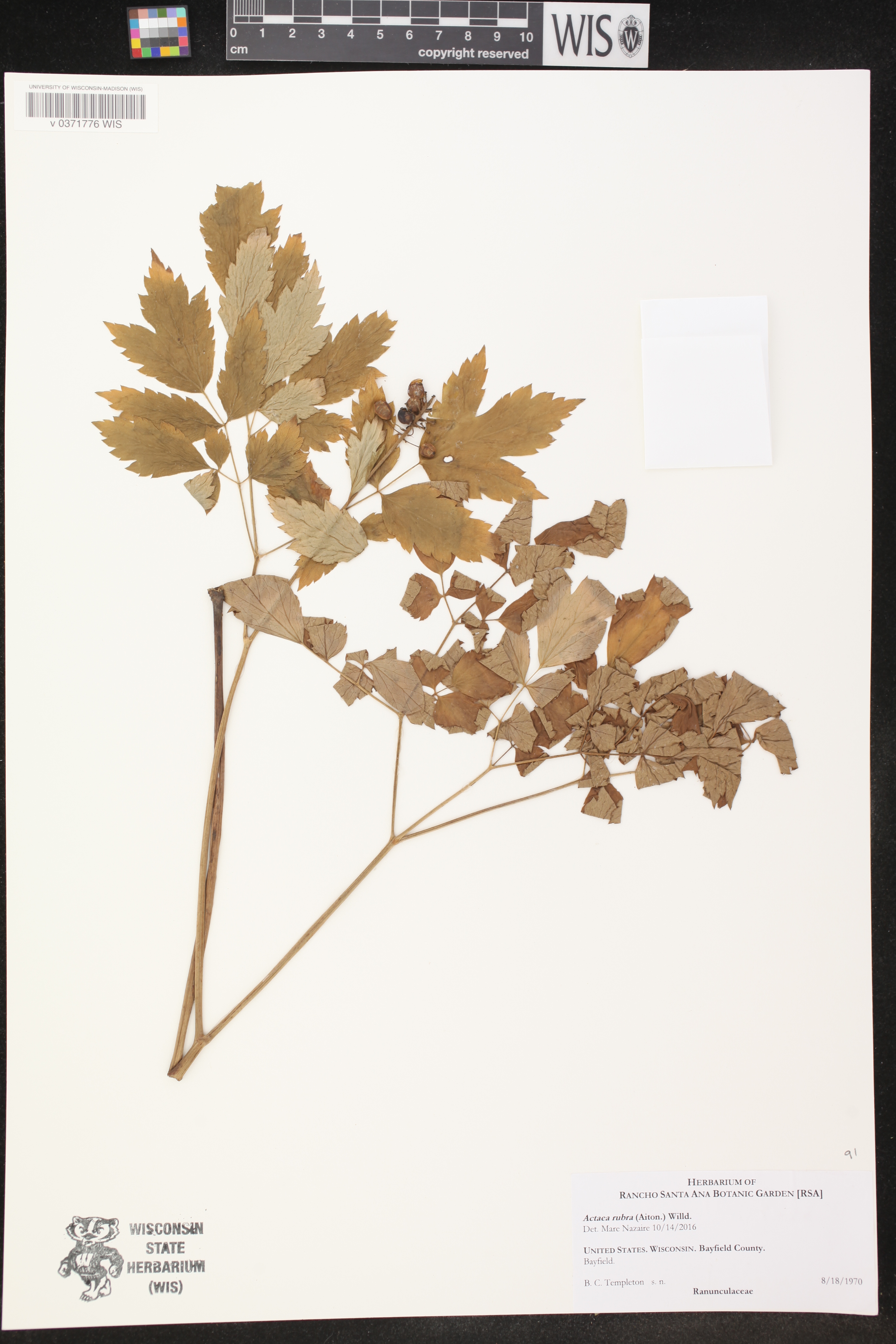 Actaea rubra image