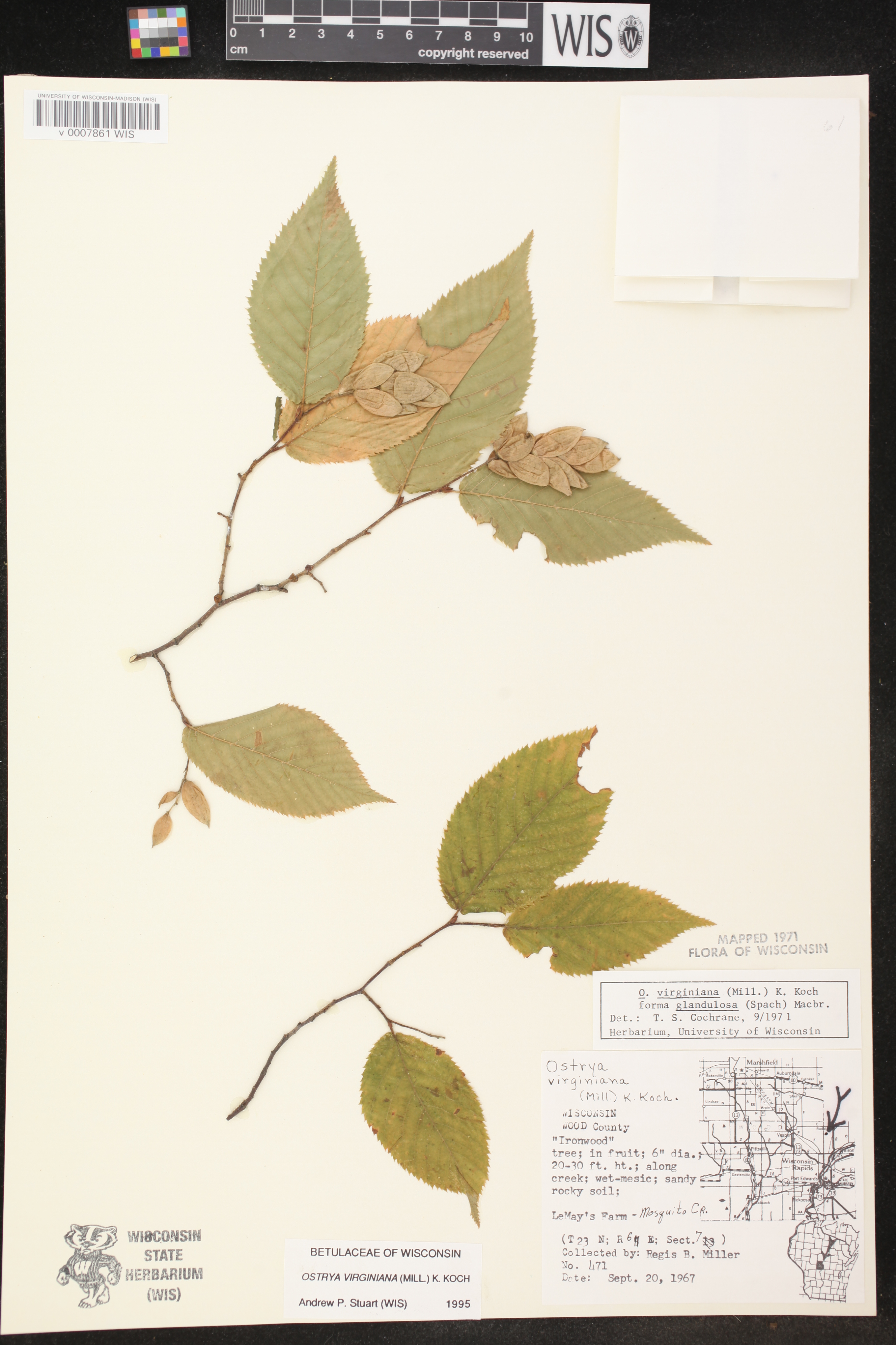 Ostrya virginiana image