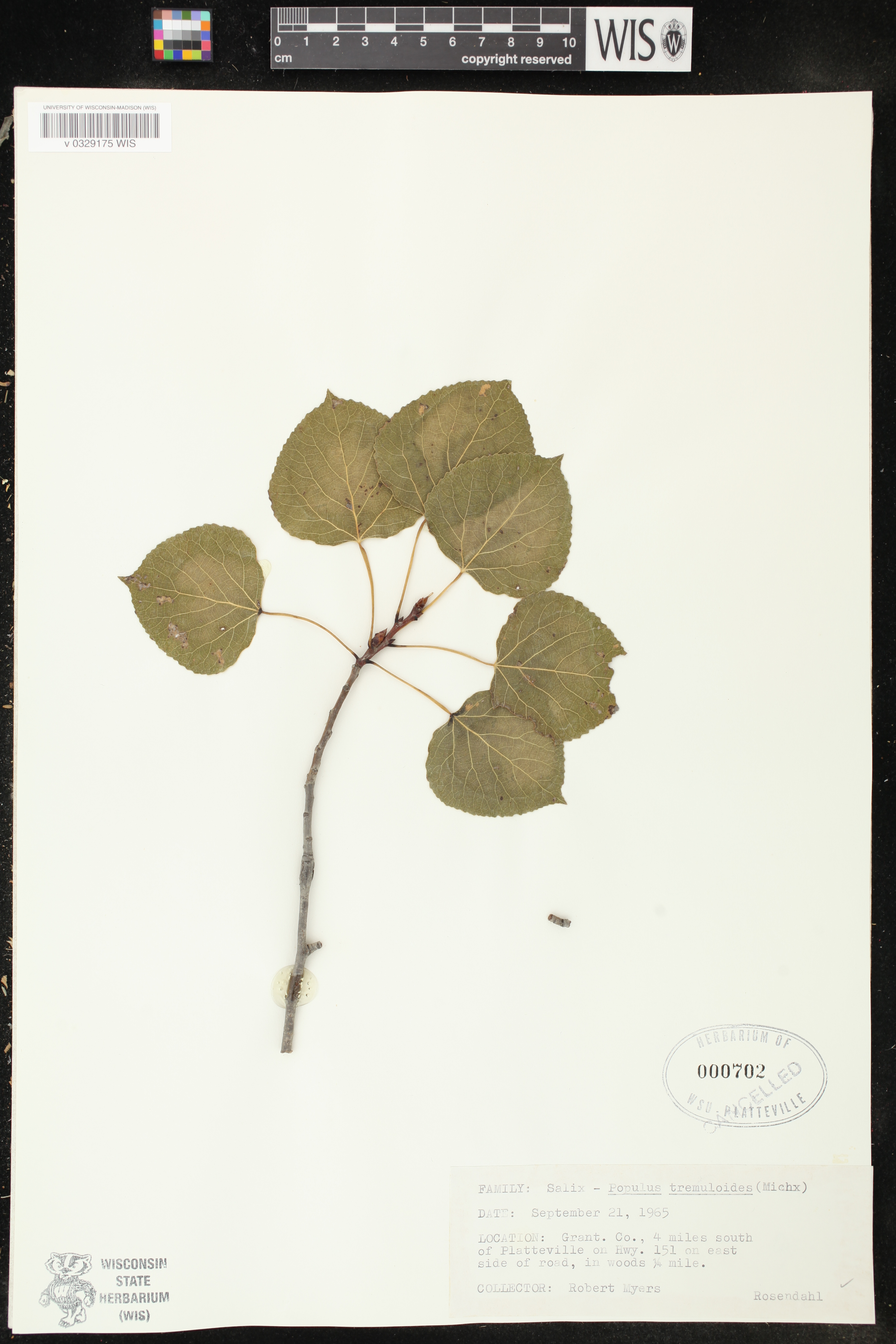 Populus tremuloides image