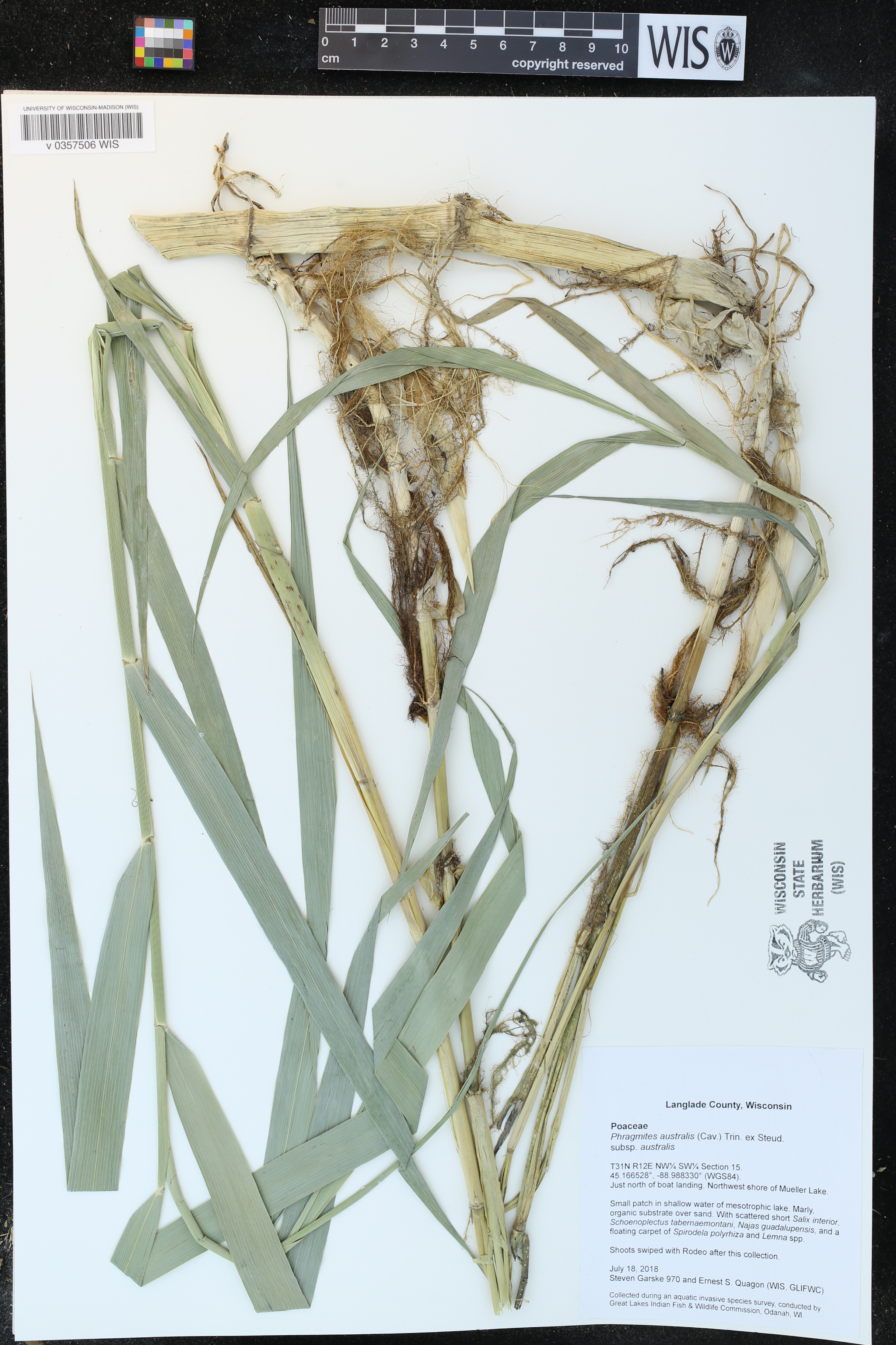 Phragmites australis image