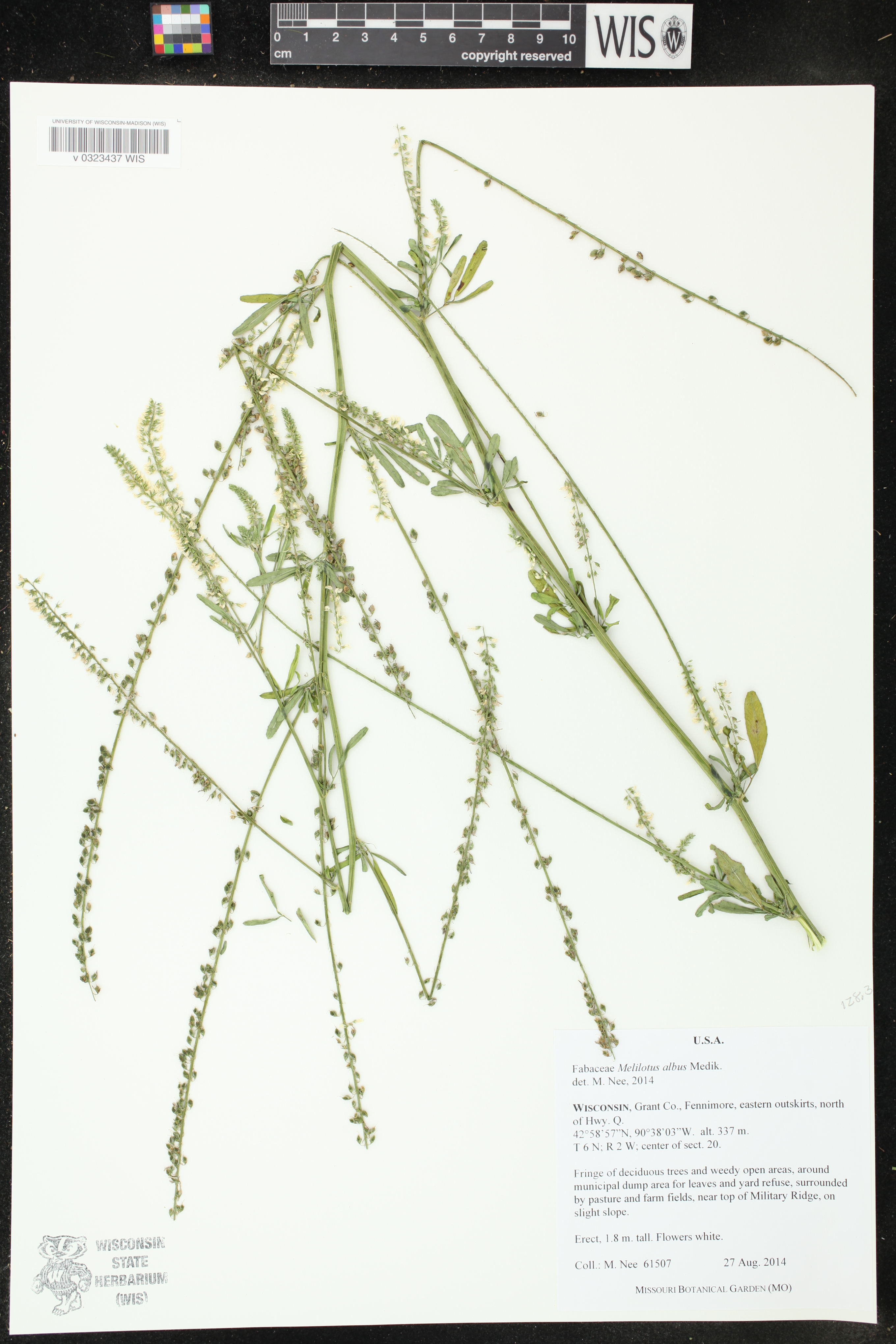 Melilotus albus image
