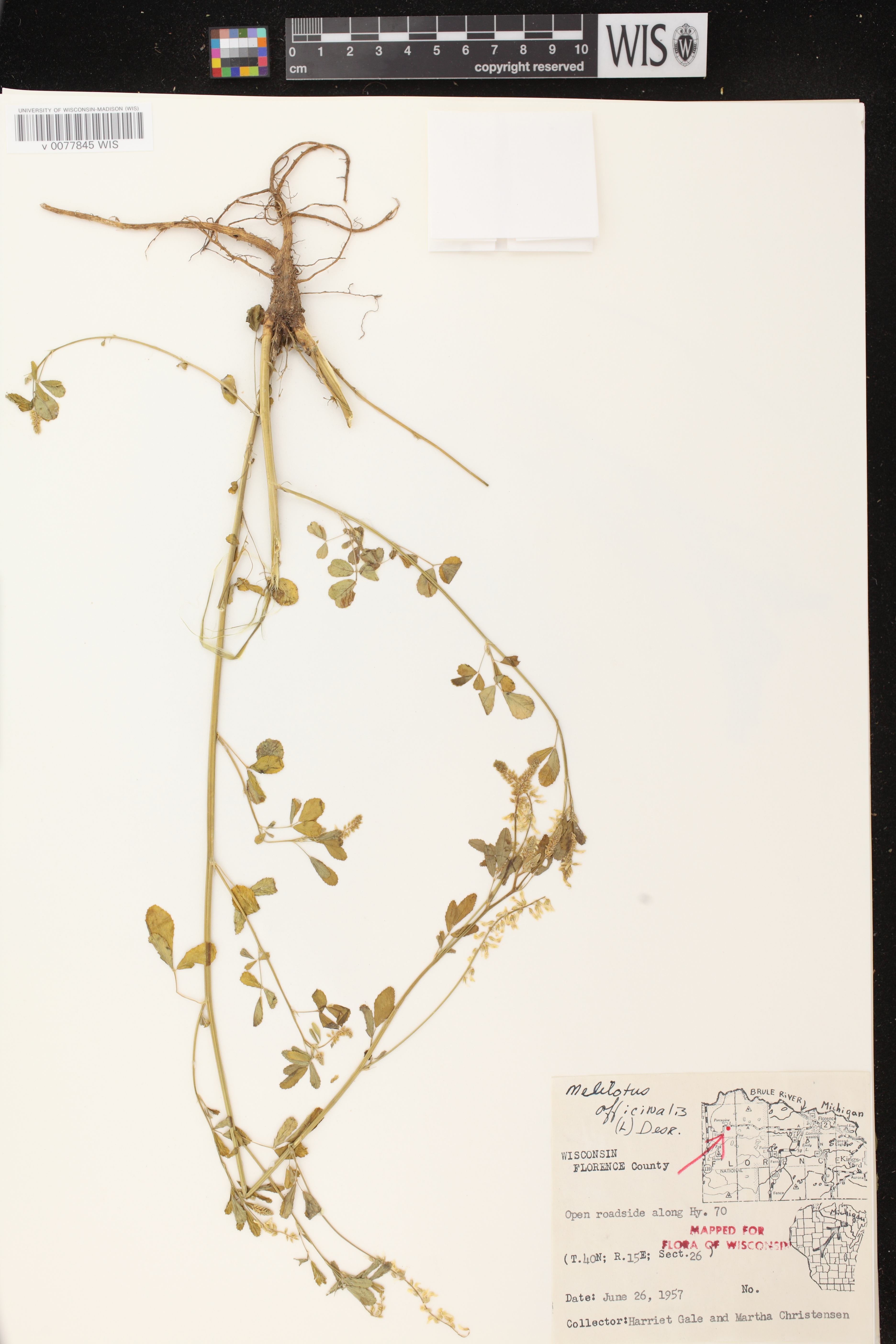 Melilotus officinalis image