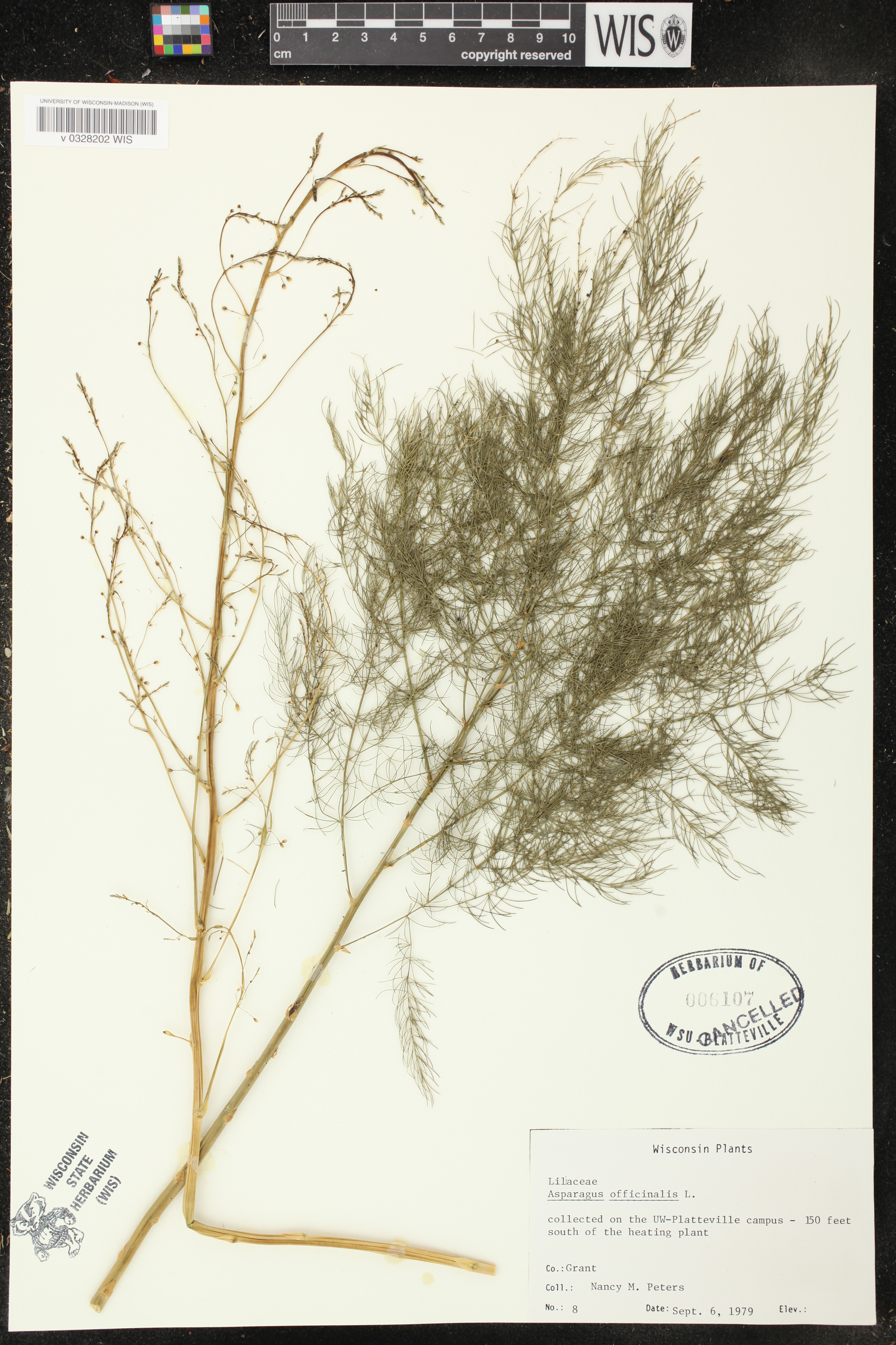 Asparagus officinalis image