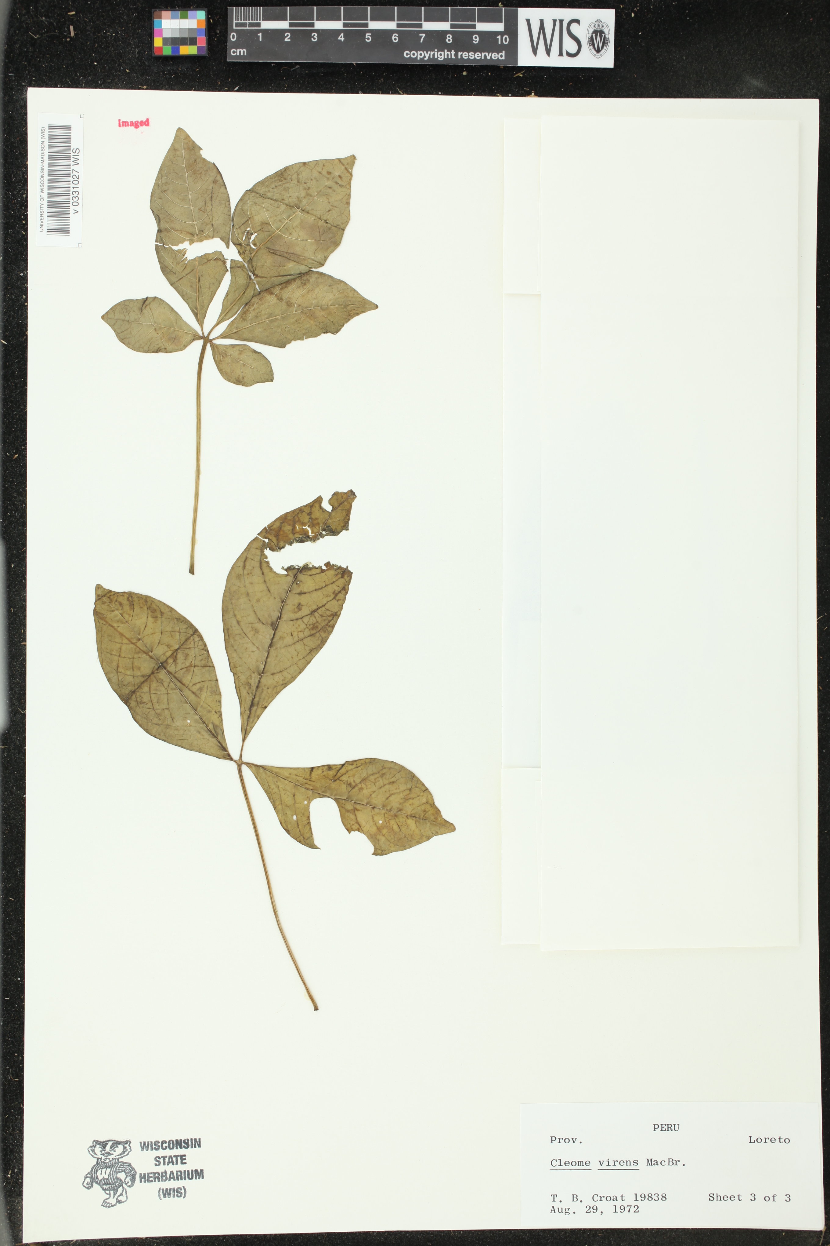 Cleome virens image