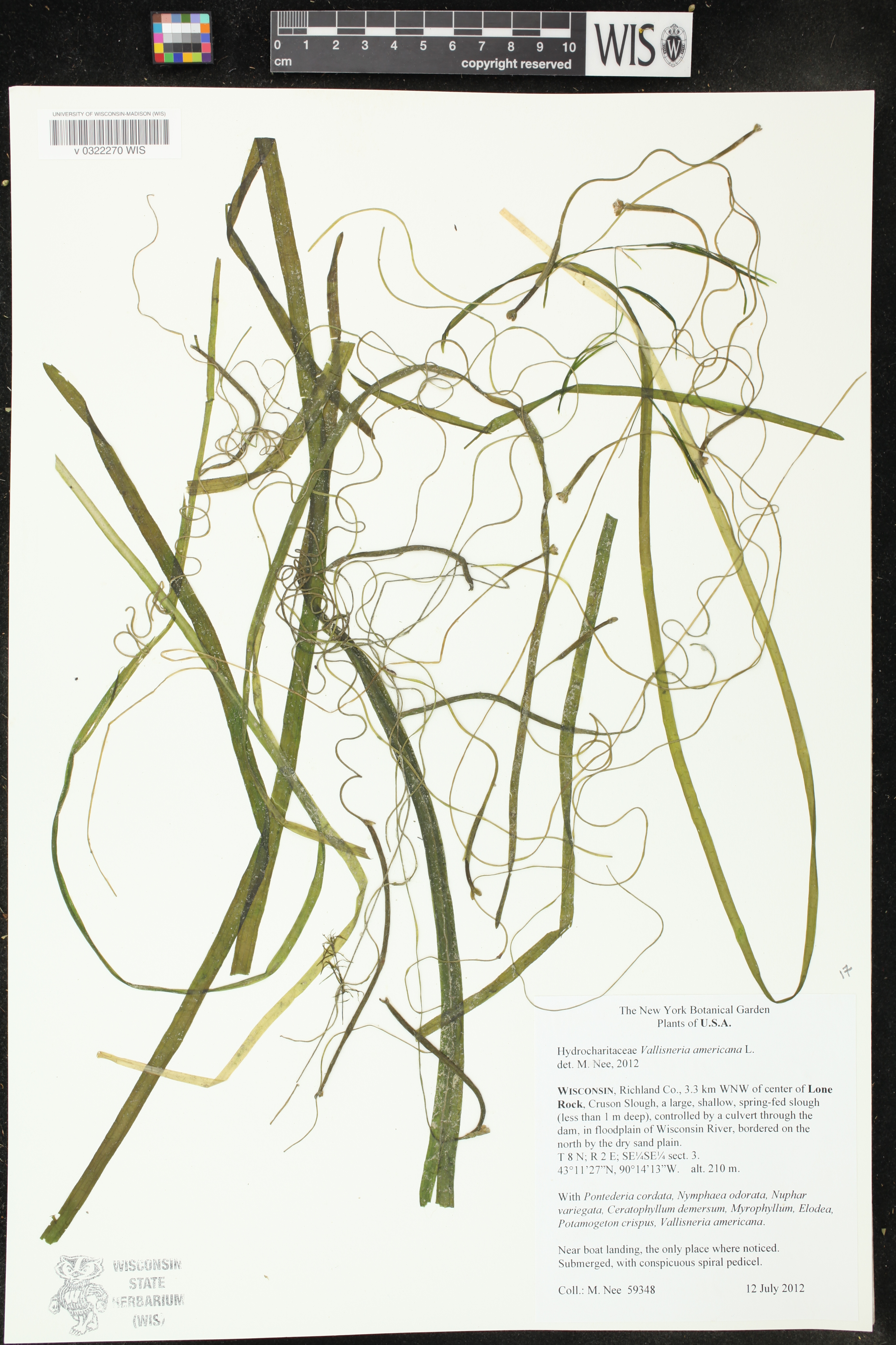 Vallisneria americana image