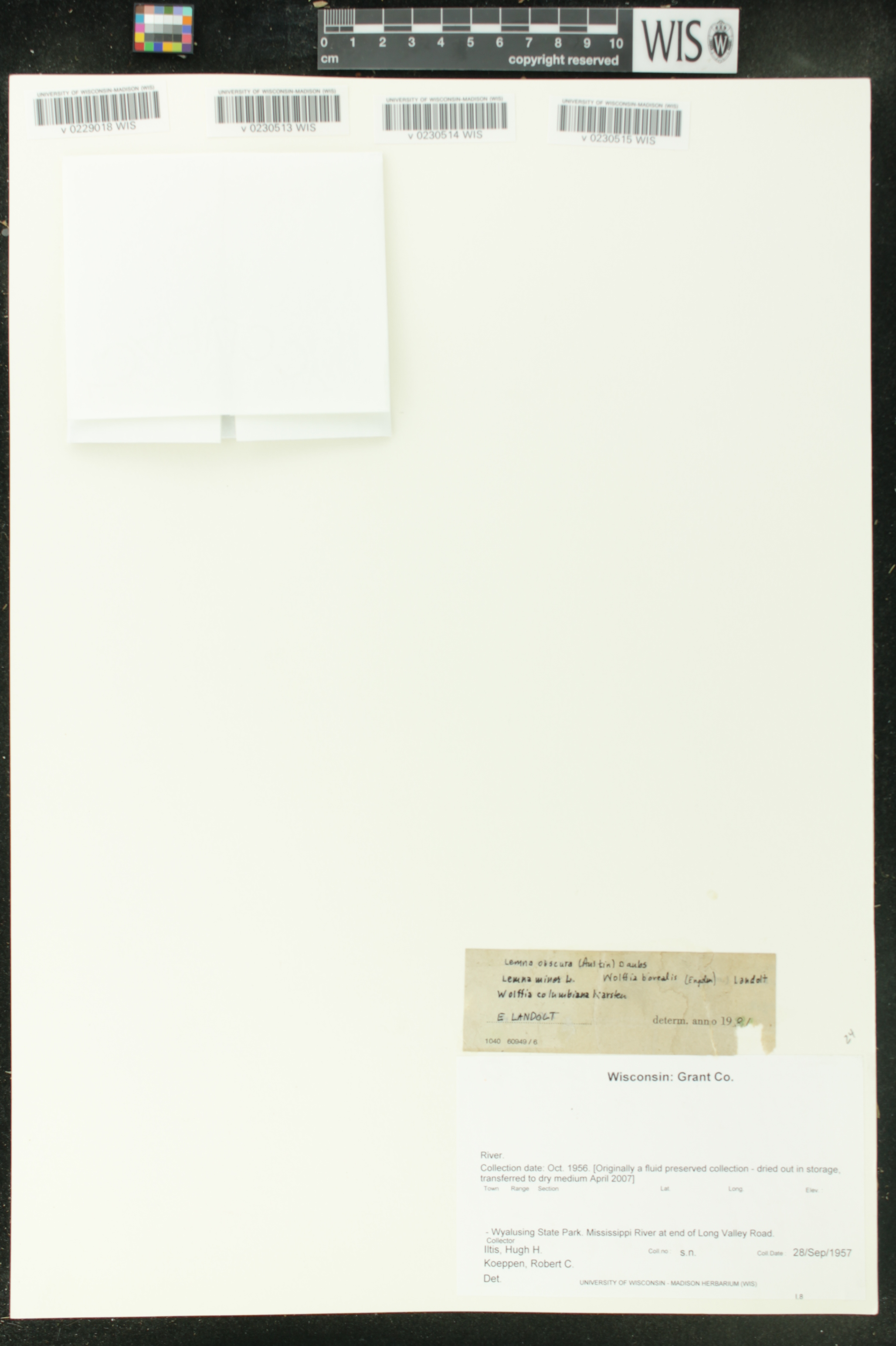 Wolffia columbiana image
