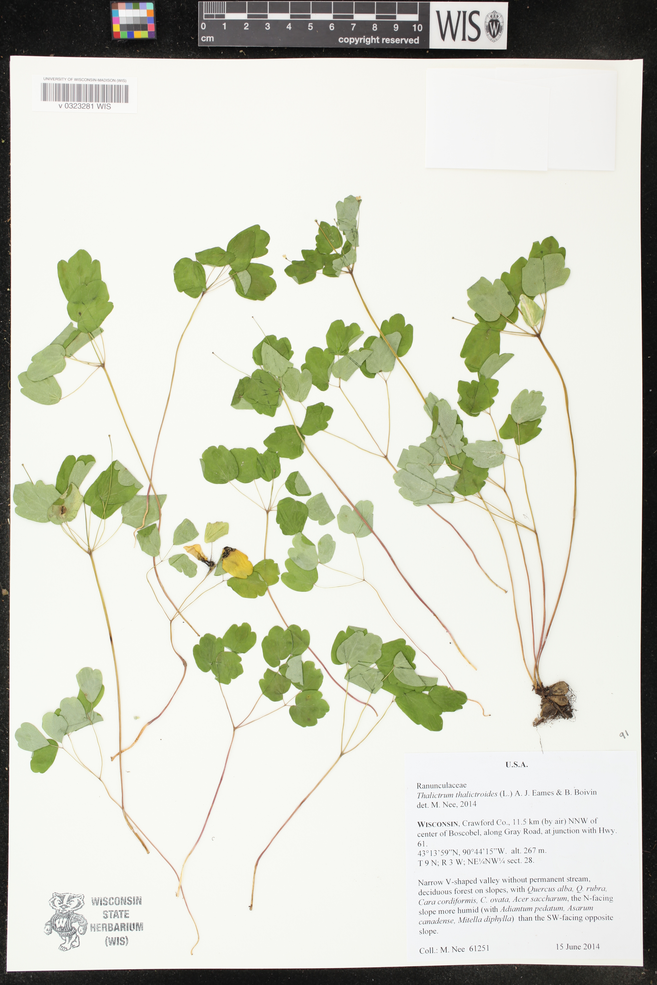 Thalictrum thalictroides image