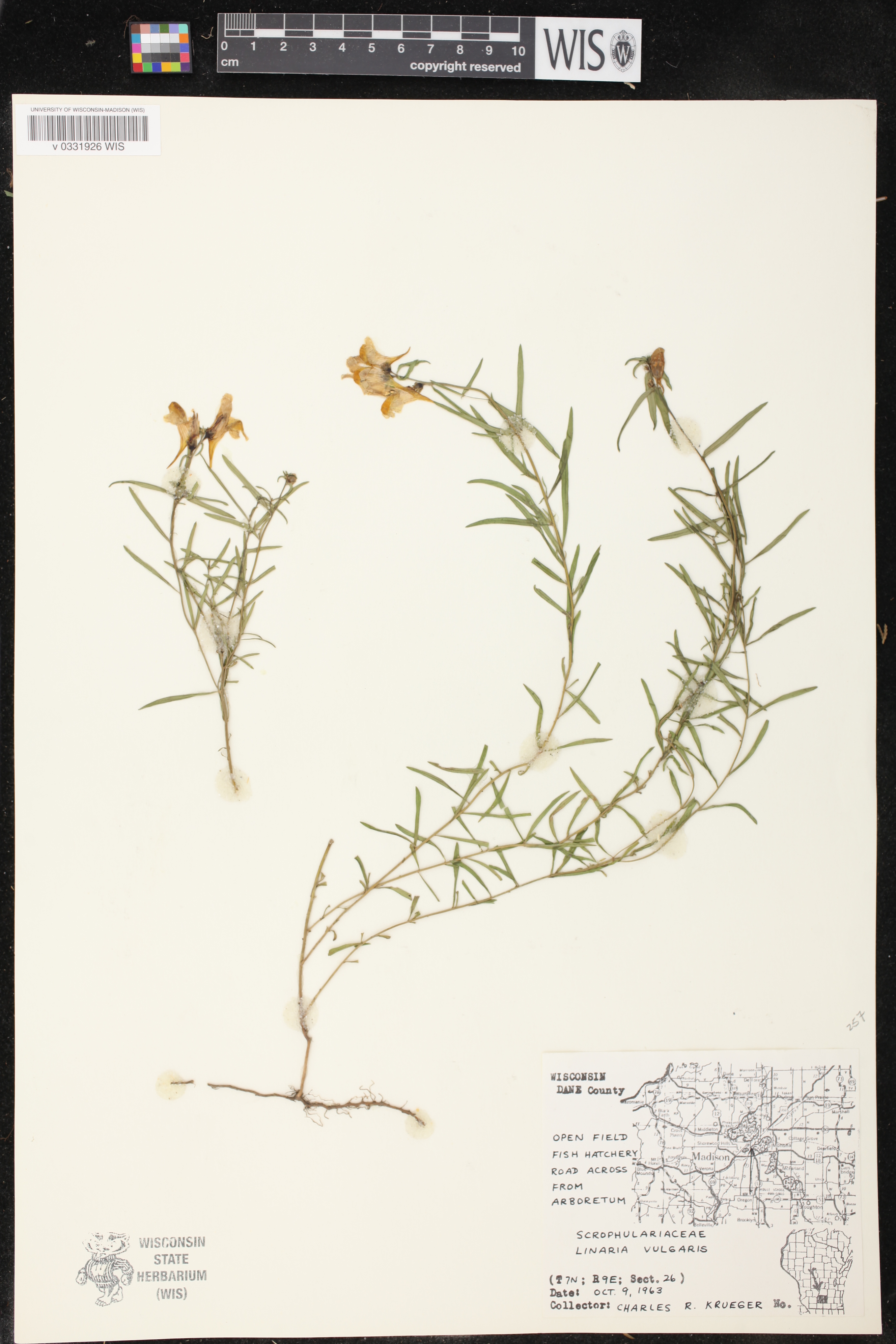 Linaria vulgaris image