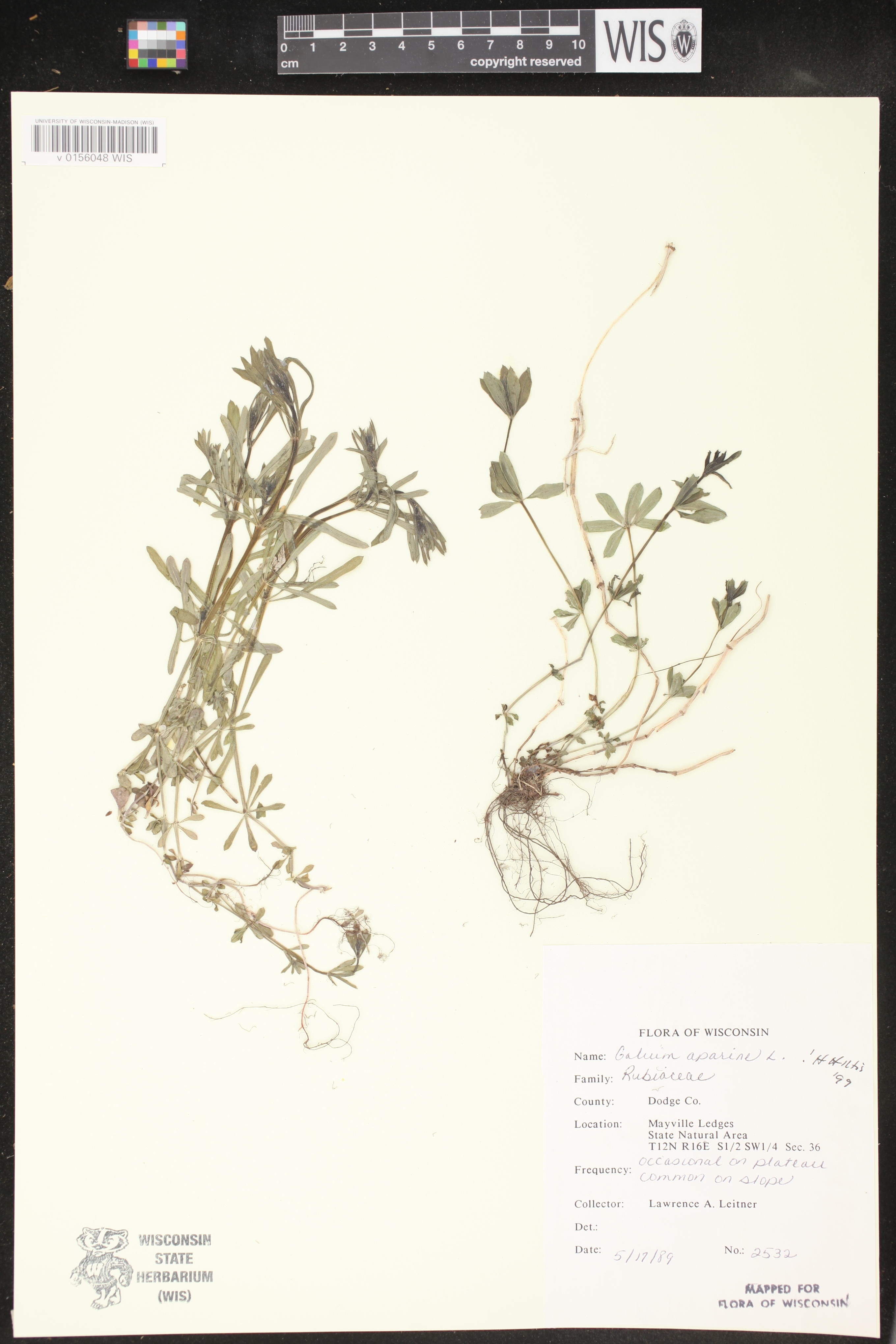 Galium aparine image