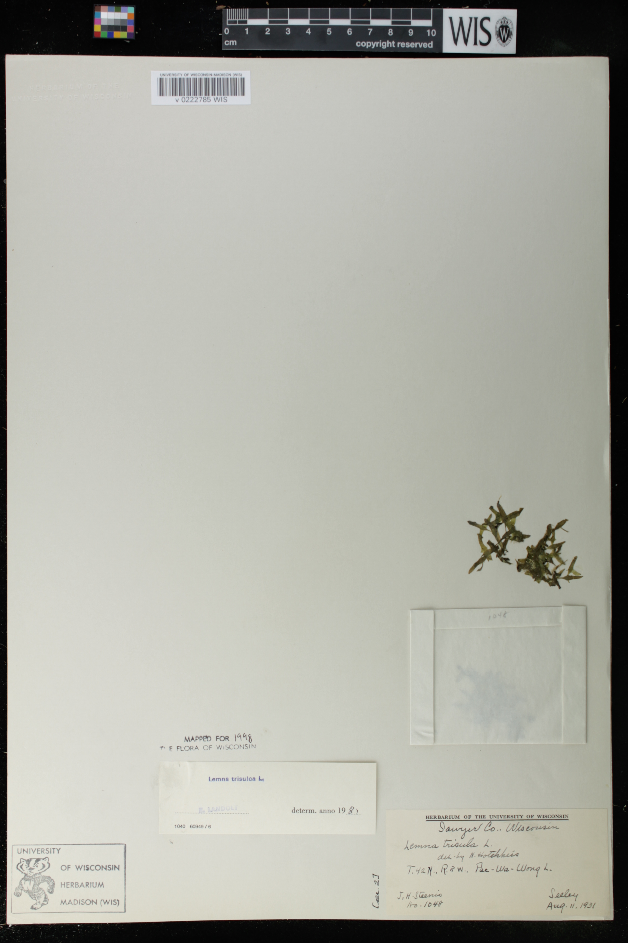 Lemna trisulca image