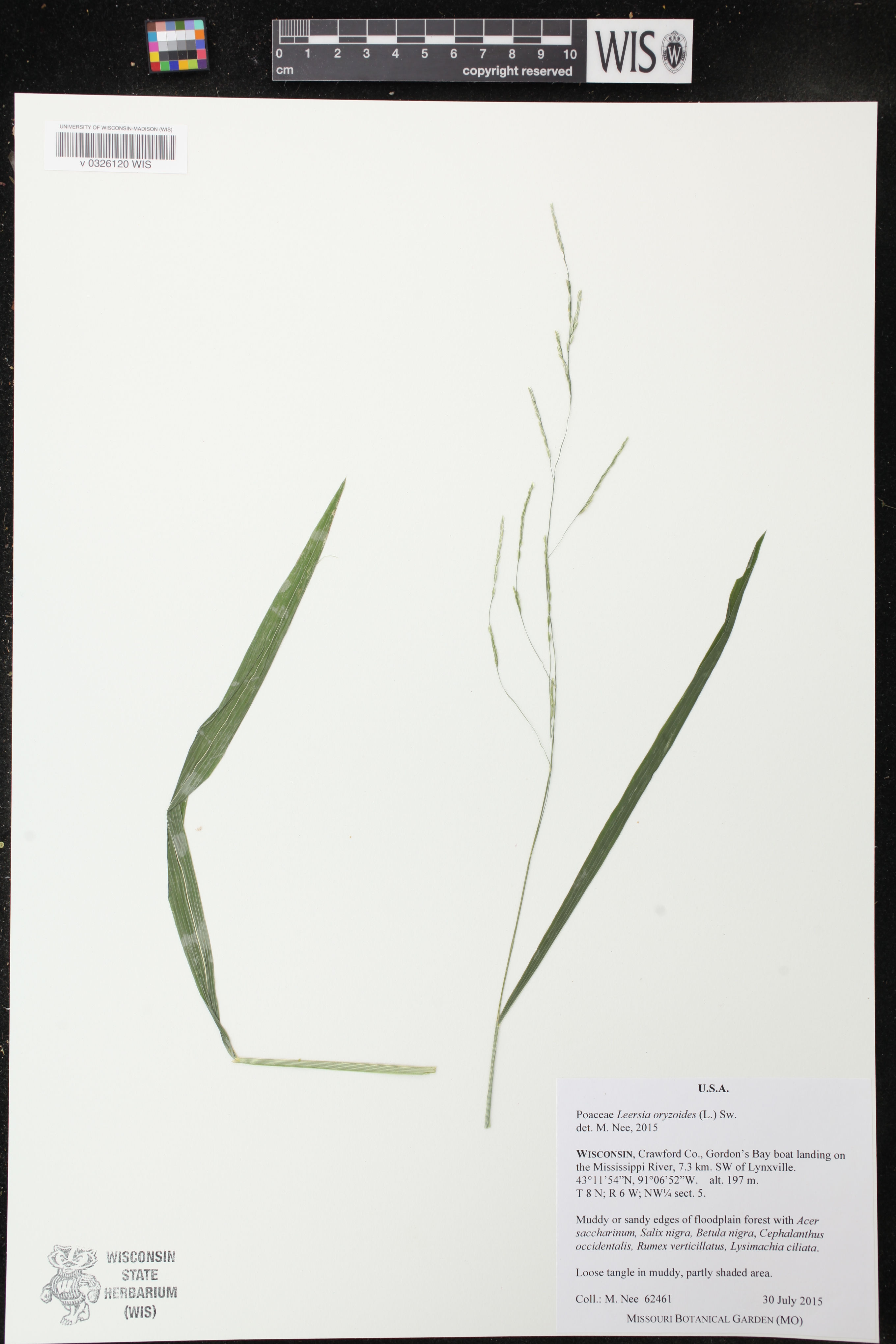 Leersia virginica image