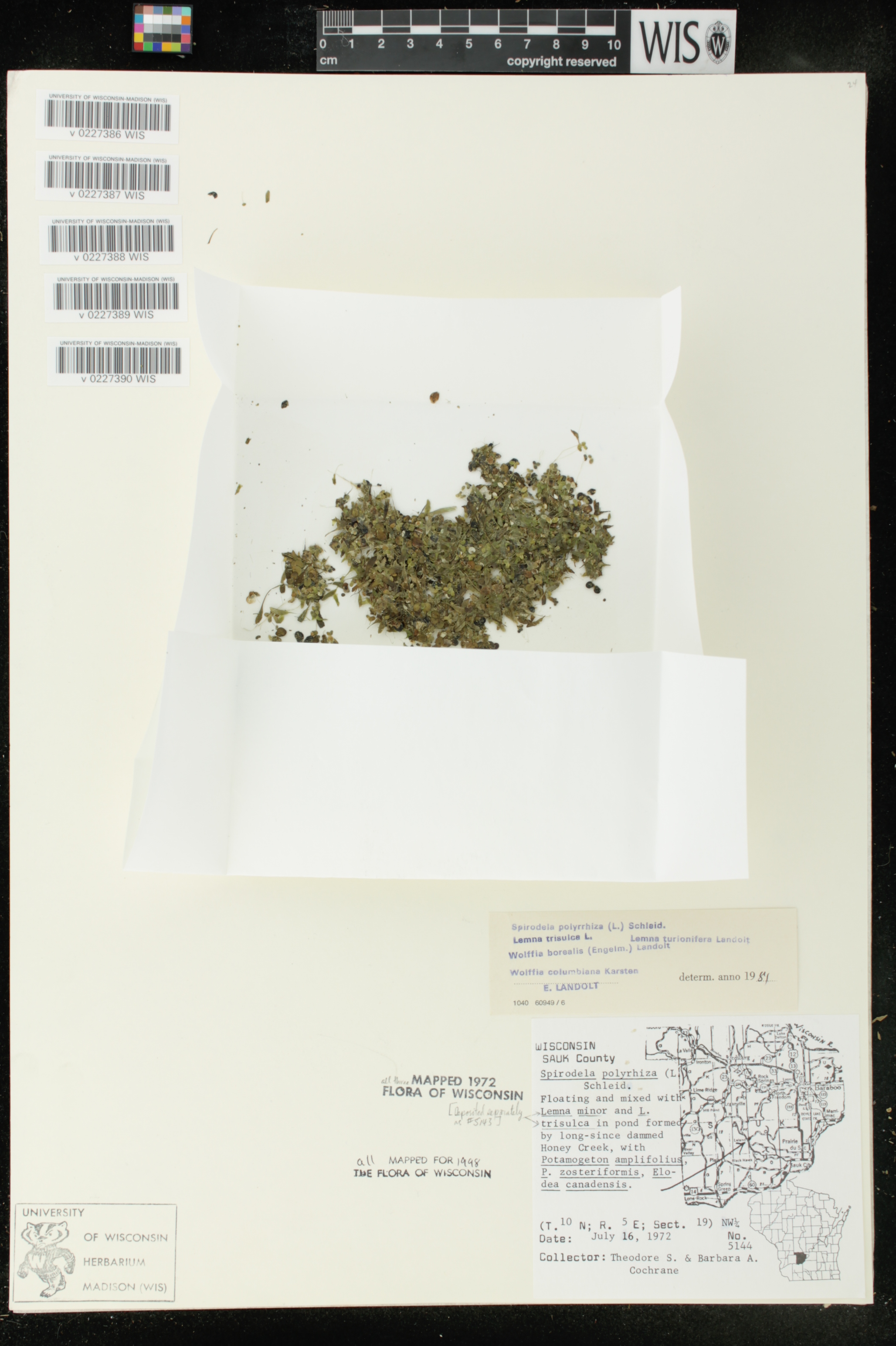 Wolffia columbiana image
