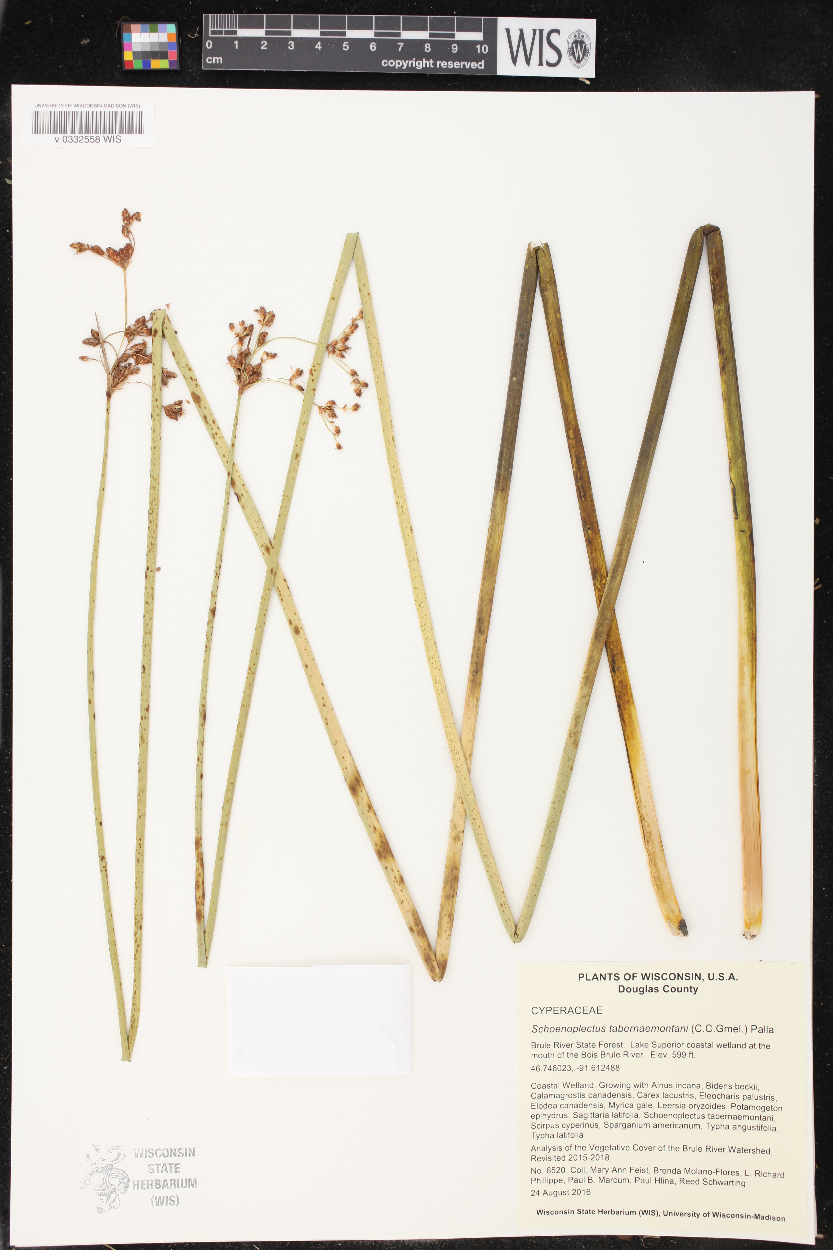 Schoenoplectus tabernaemontani image