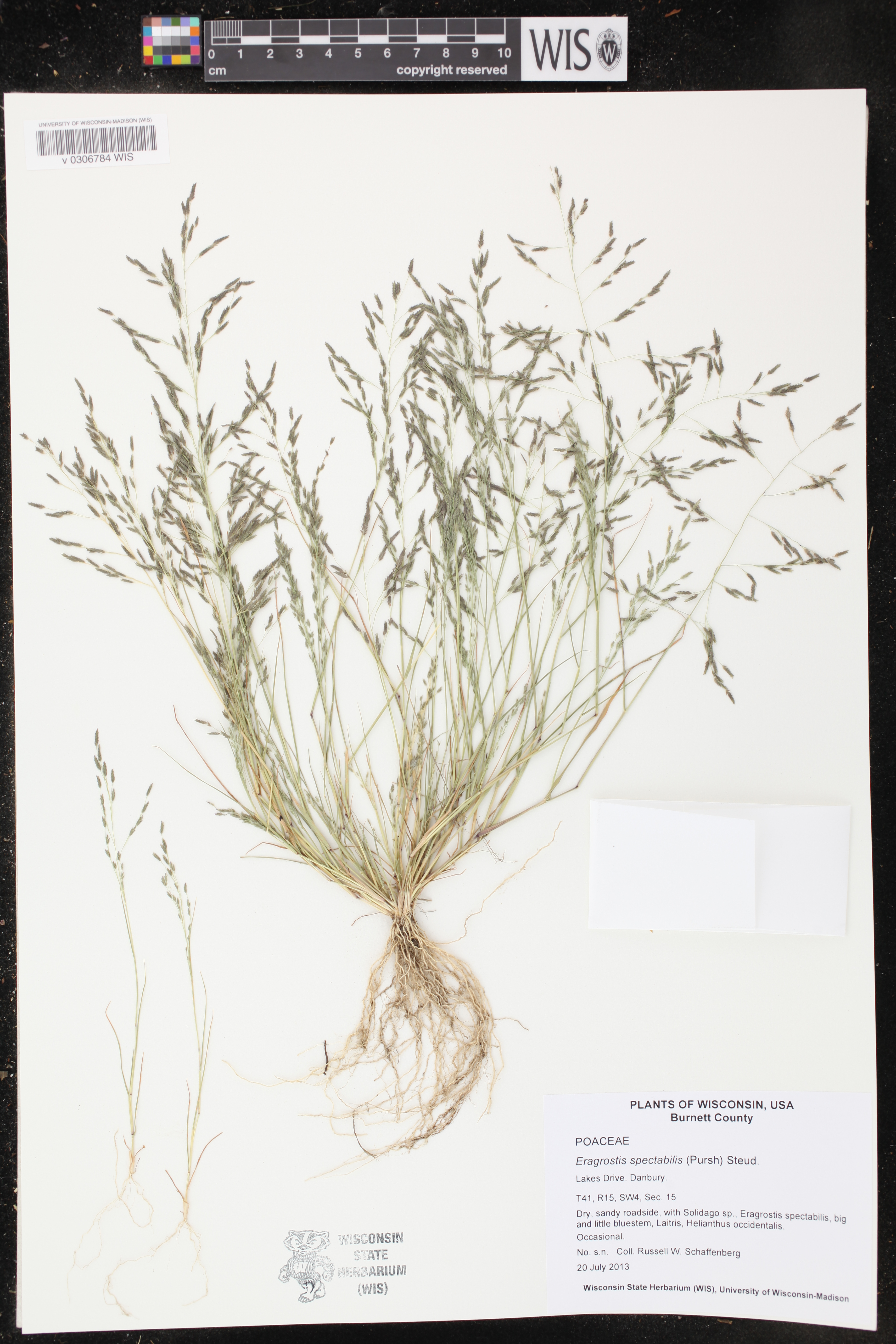 Eragrostis pectinacea image