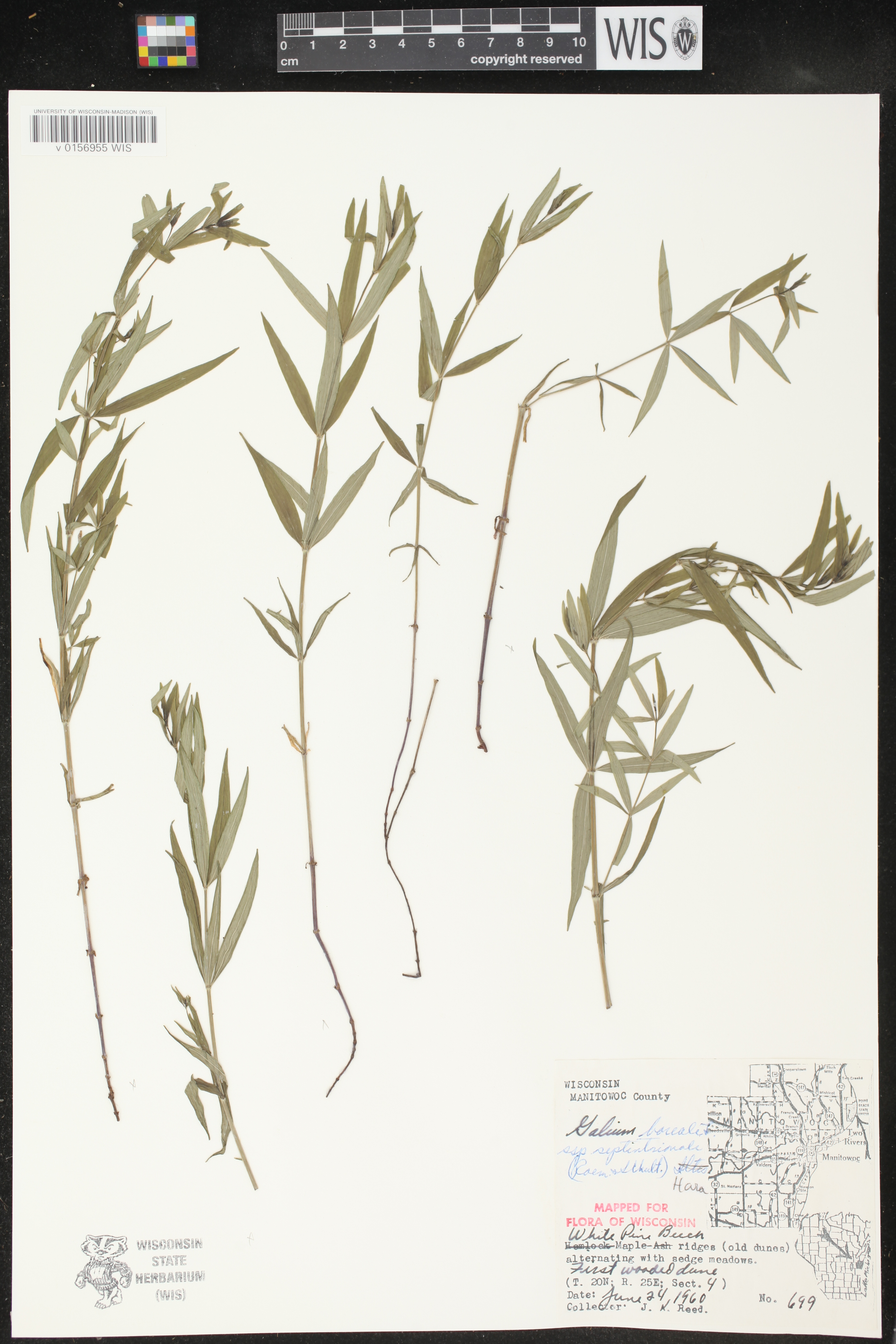 Galium boreale image