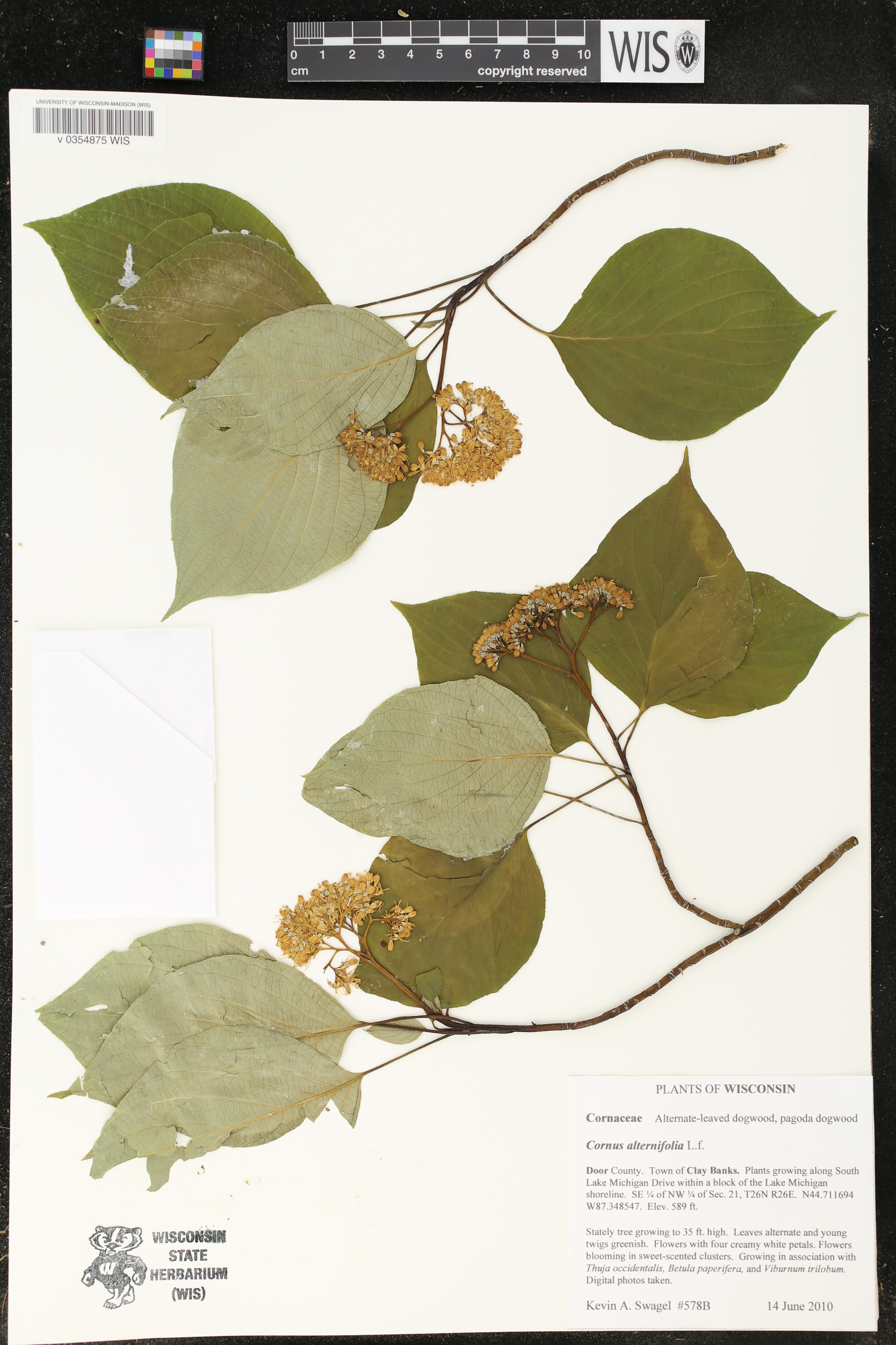 Cornus alternifolia image
