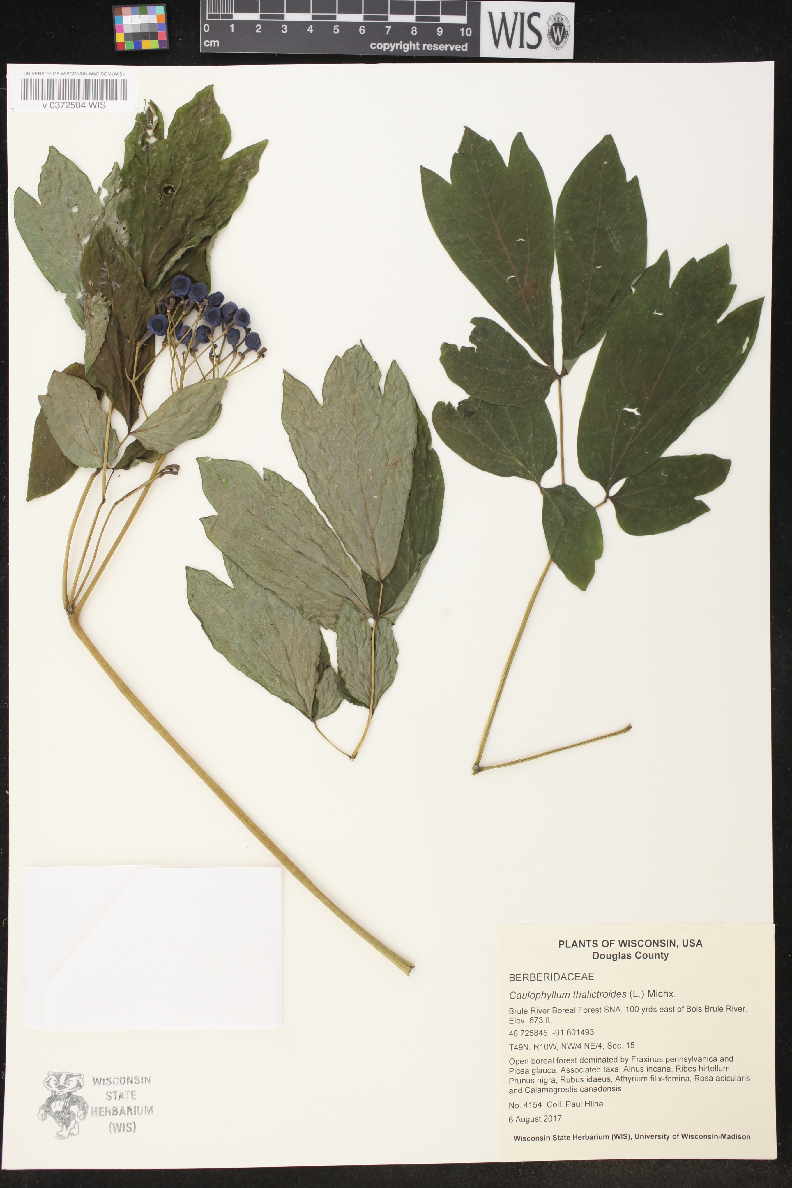Caulophyllum thalictroides image
