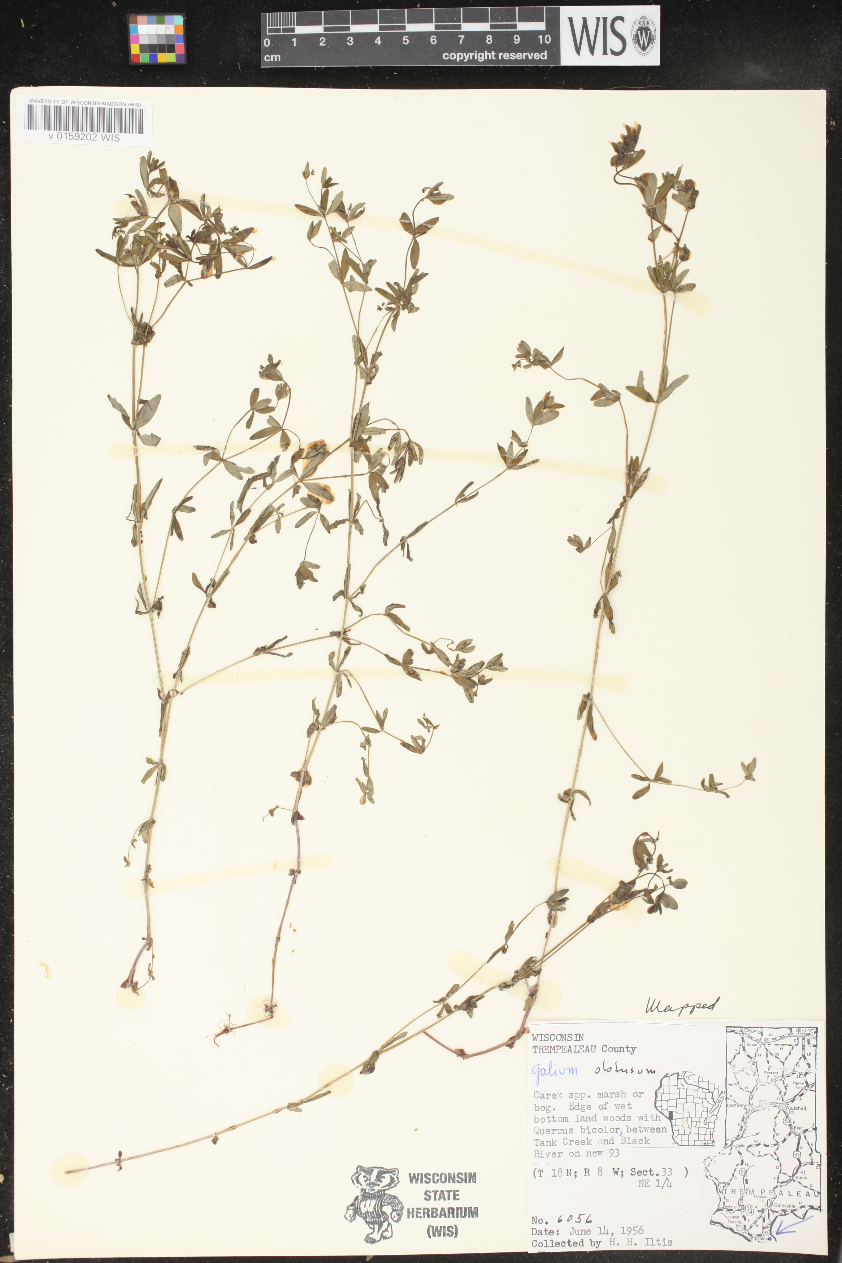 Galium obtusum subsp. obtusum image