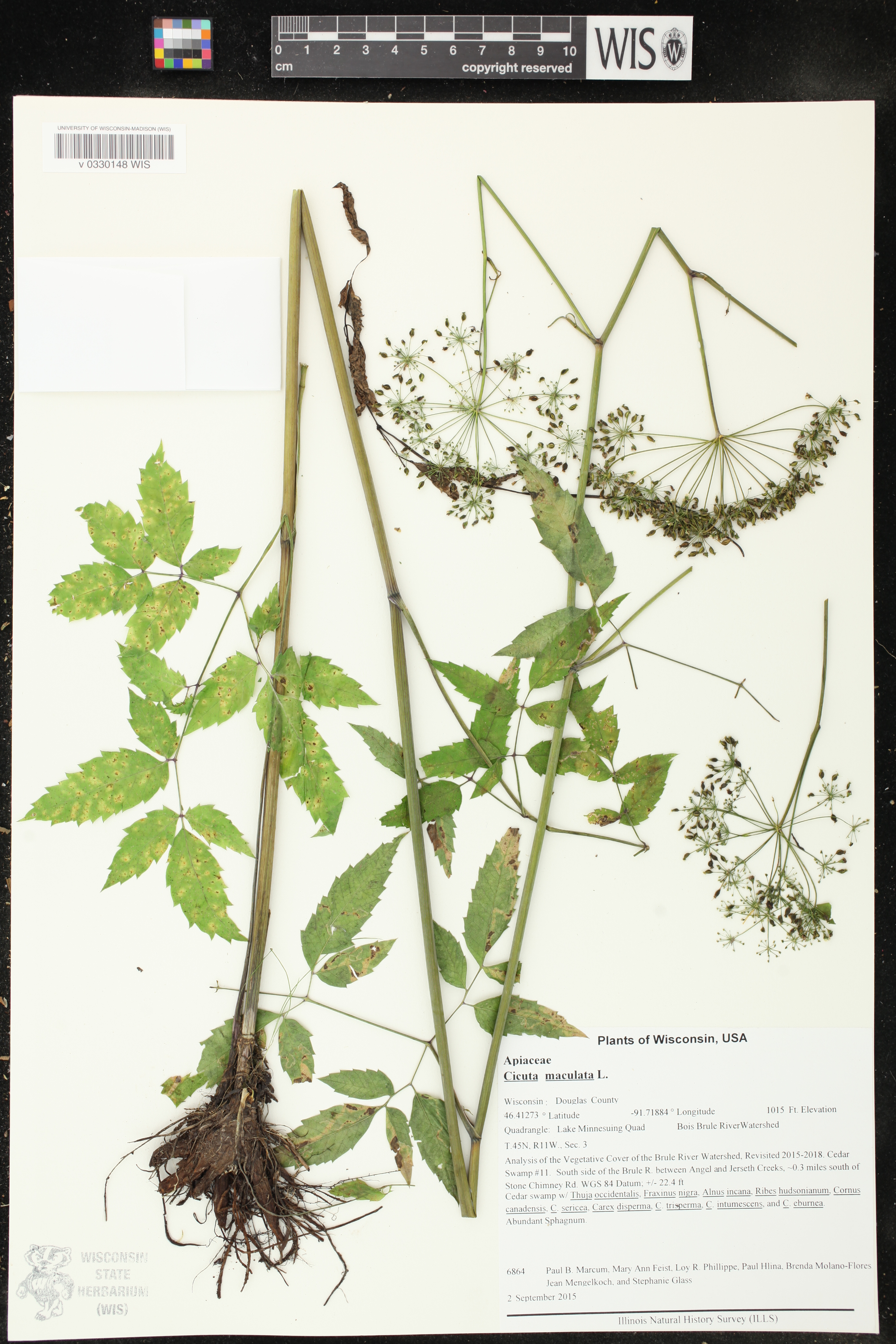 Cicuta maculata image