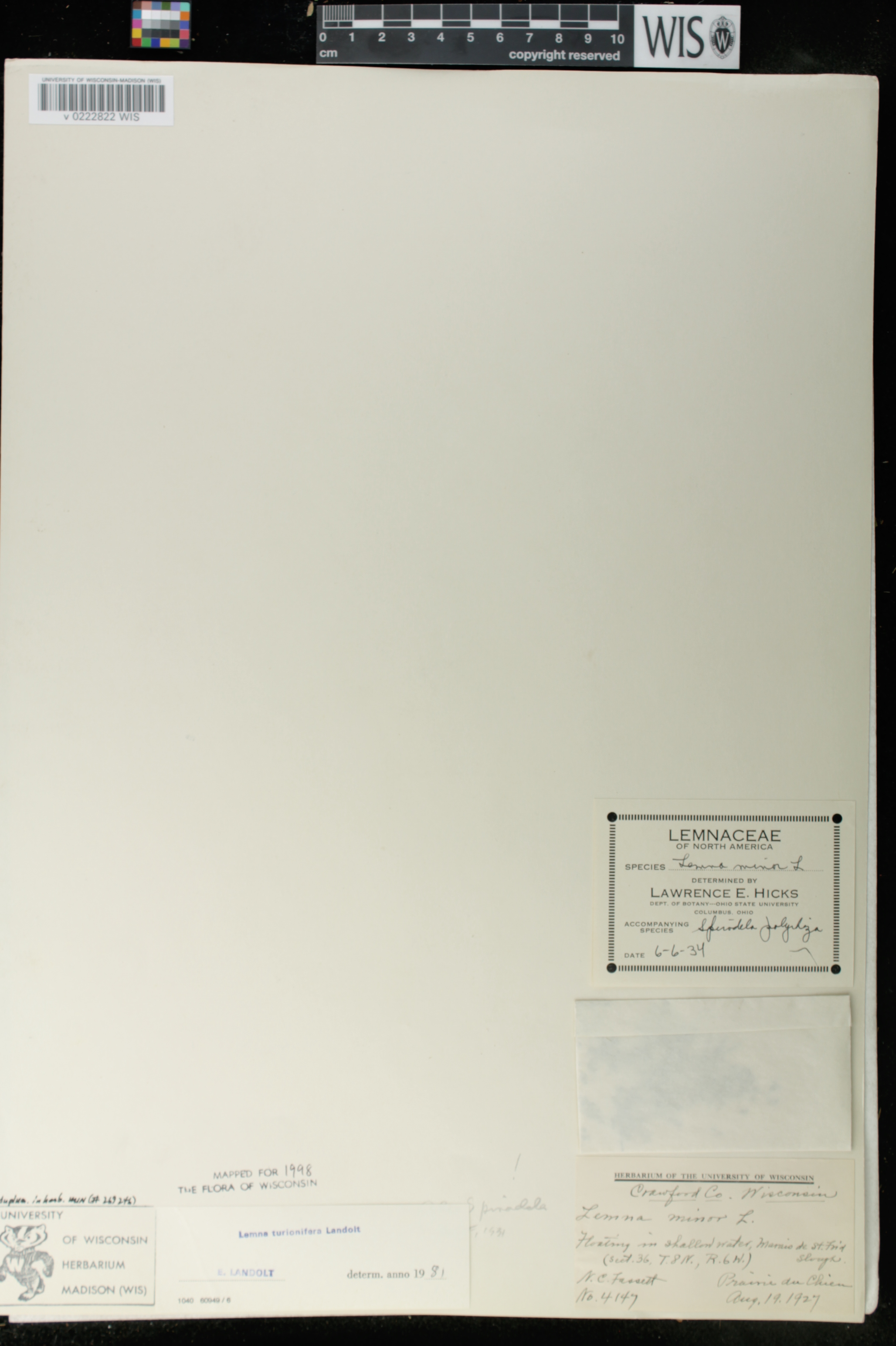 Lemna turionifera image