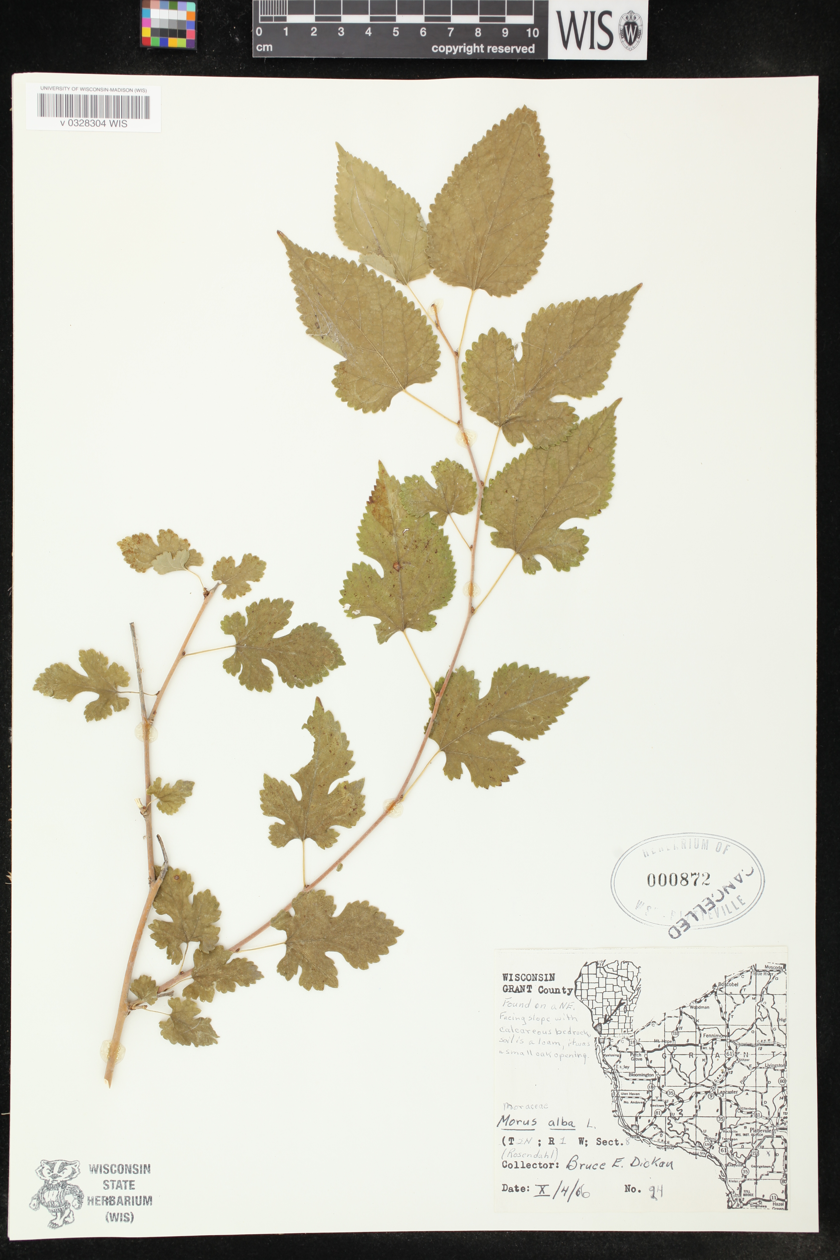 Morus alba image