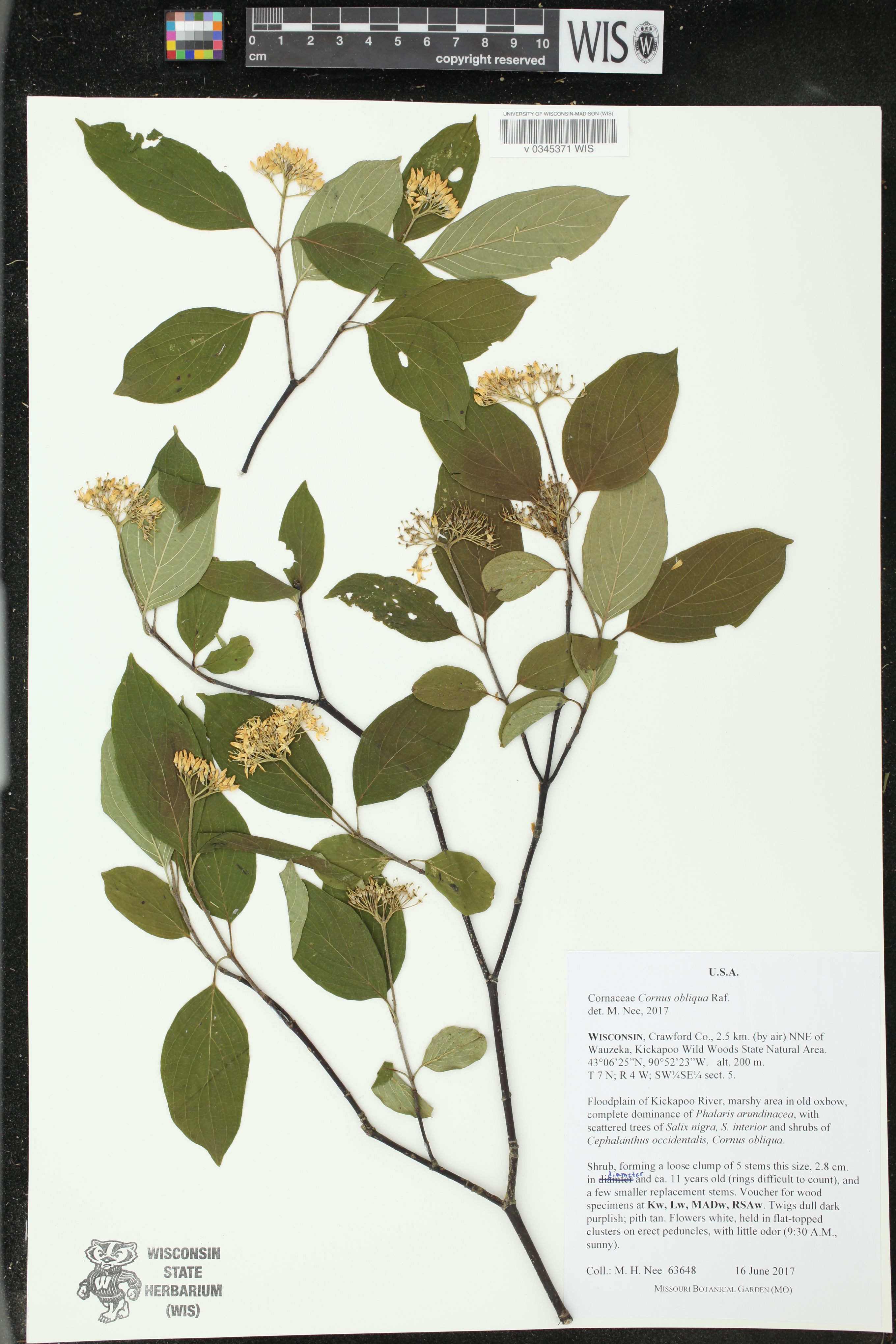 Cornus amomum subsp. obliqua image