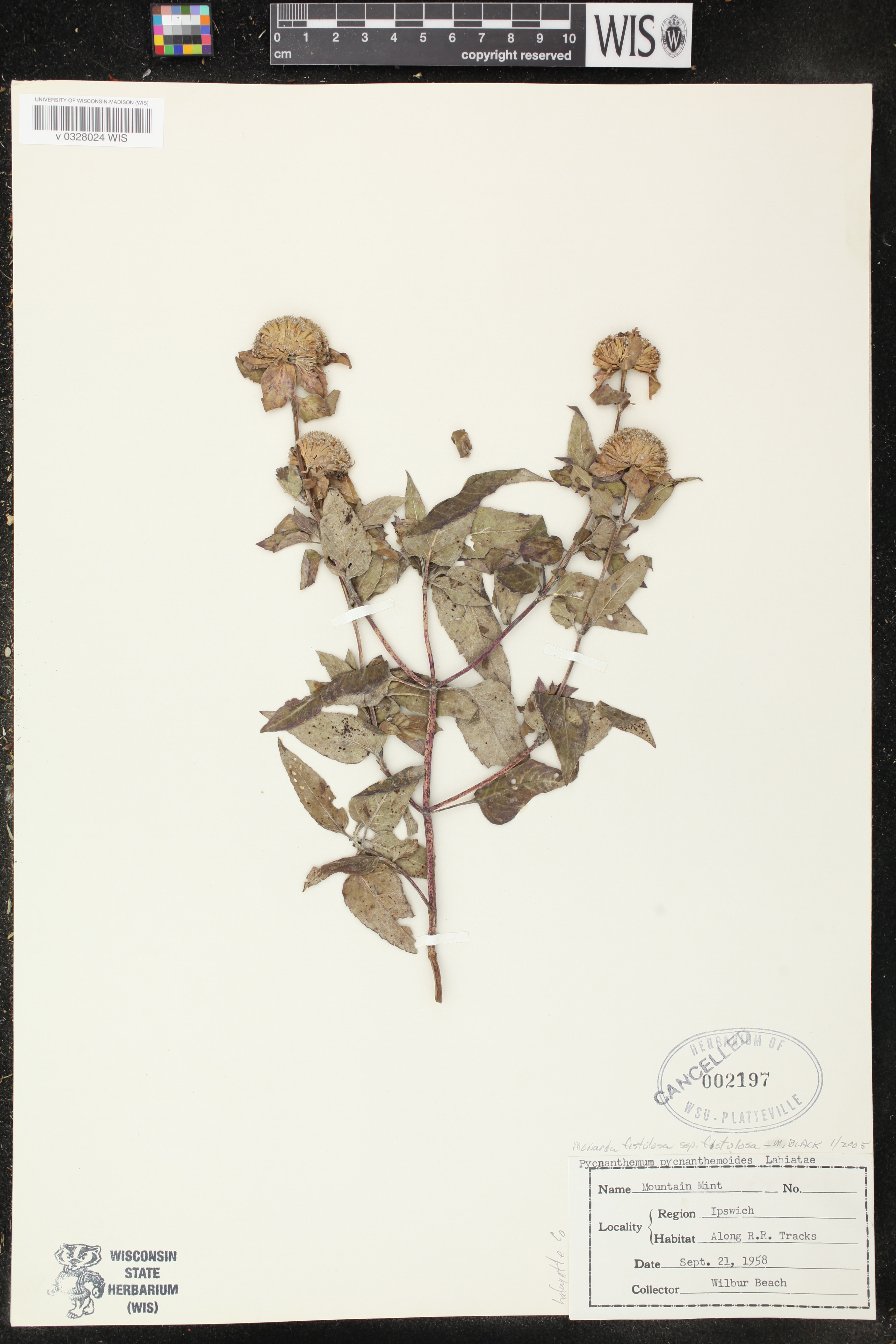 Monarda fistulosa subsp. fistulosa image