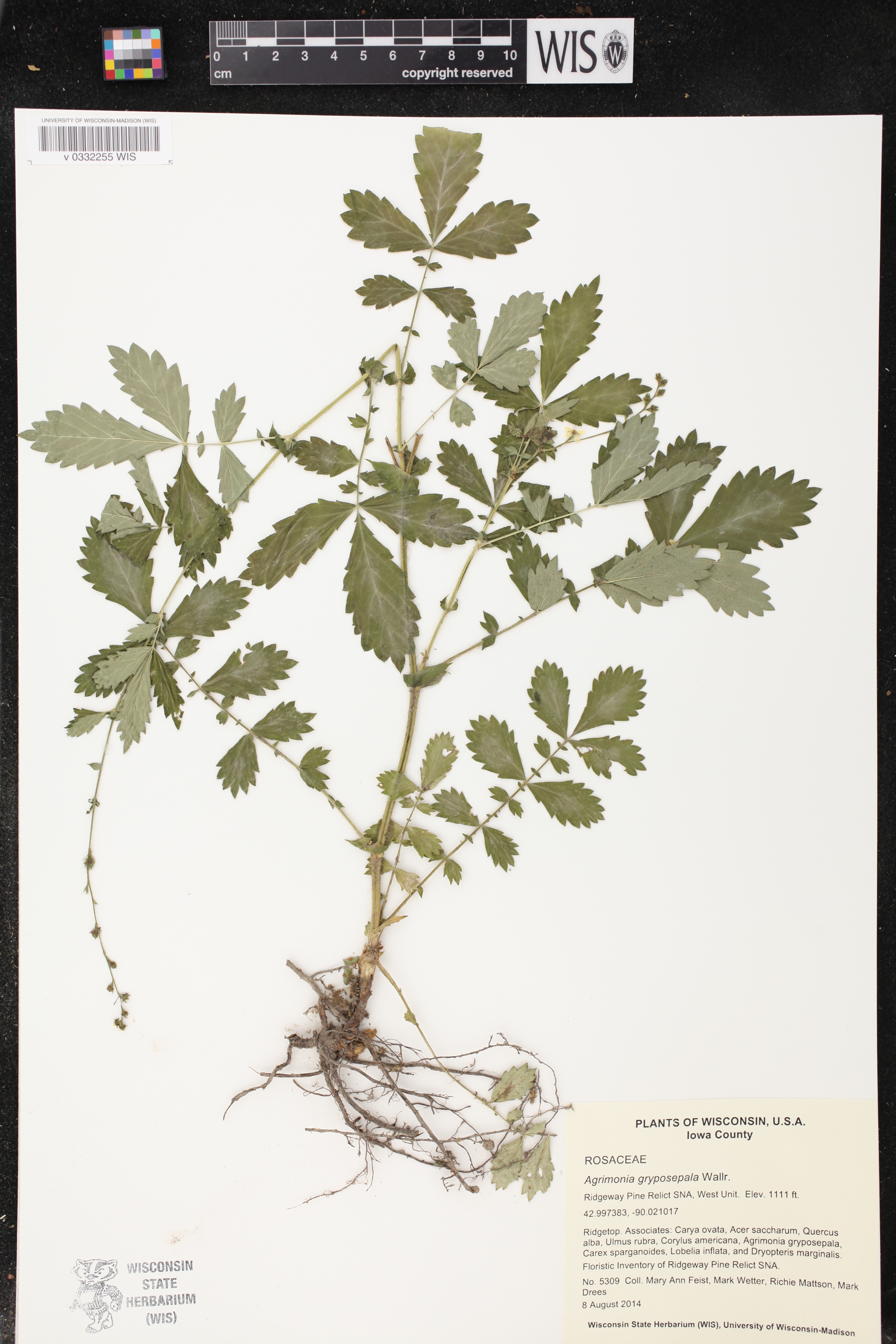Agrimonia gryposepala image