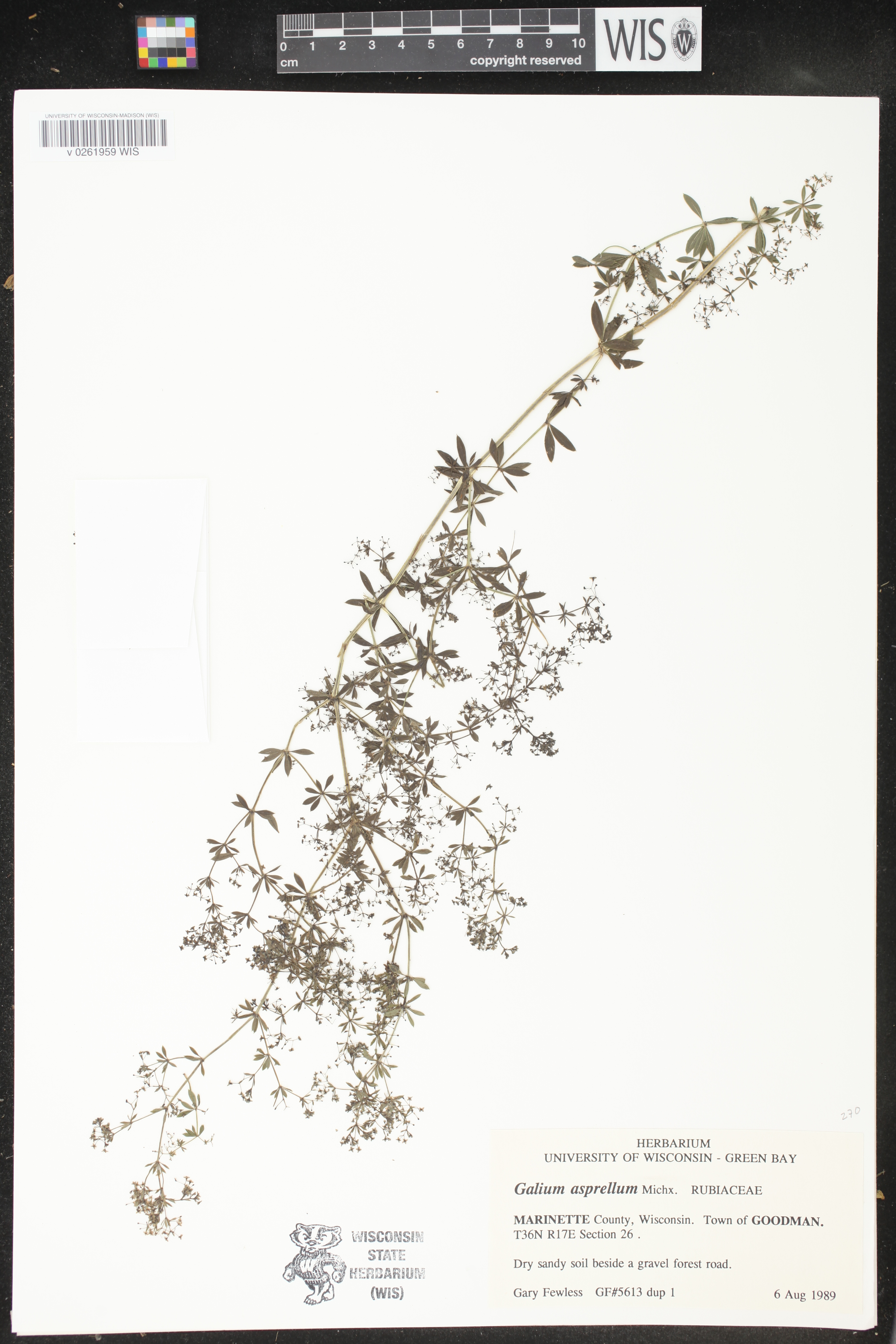 Galium asprellum image