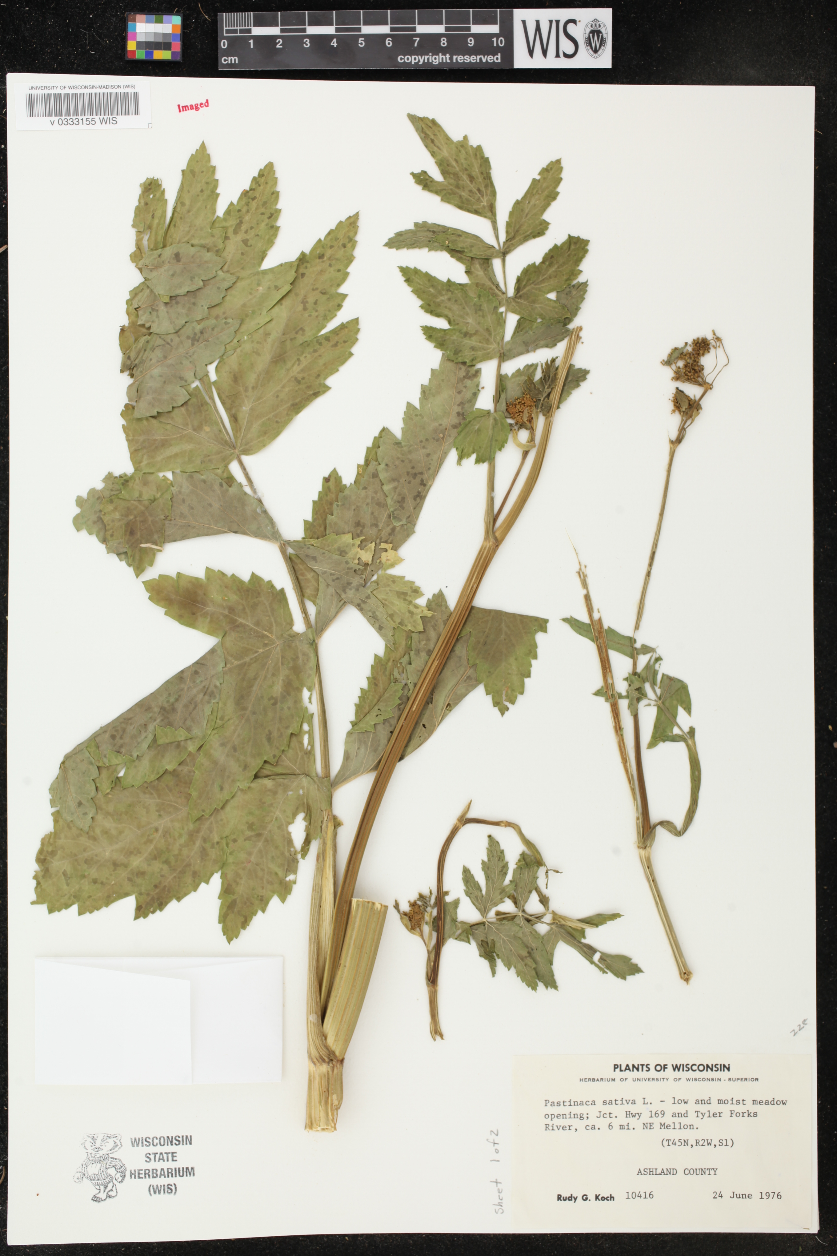 Pastinaca sativa image